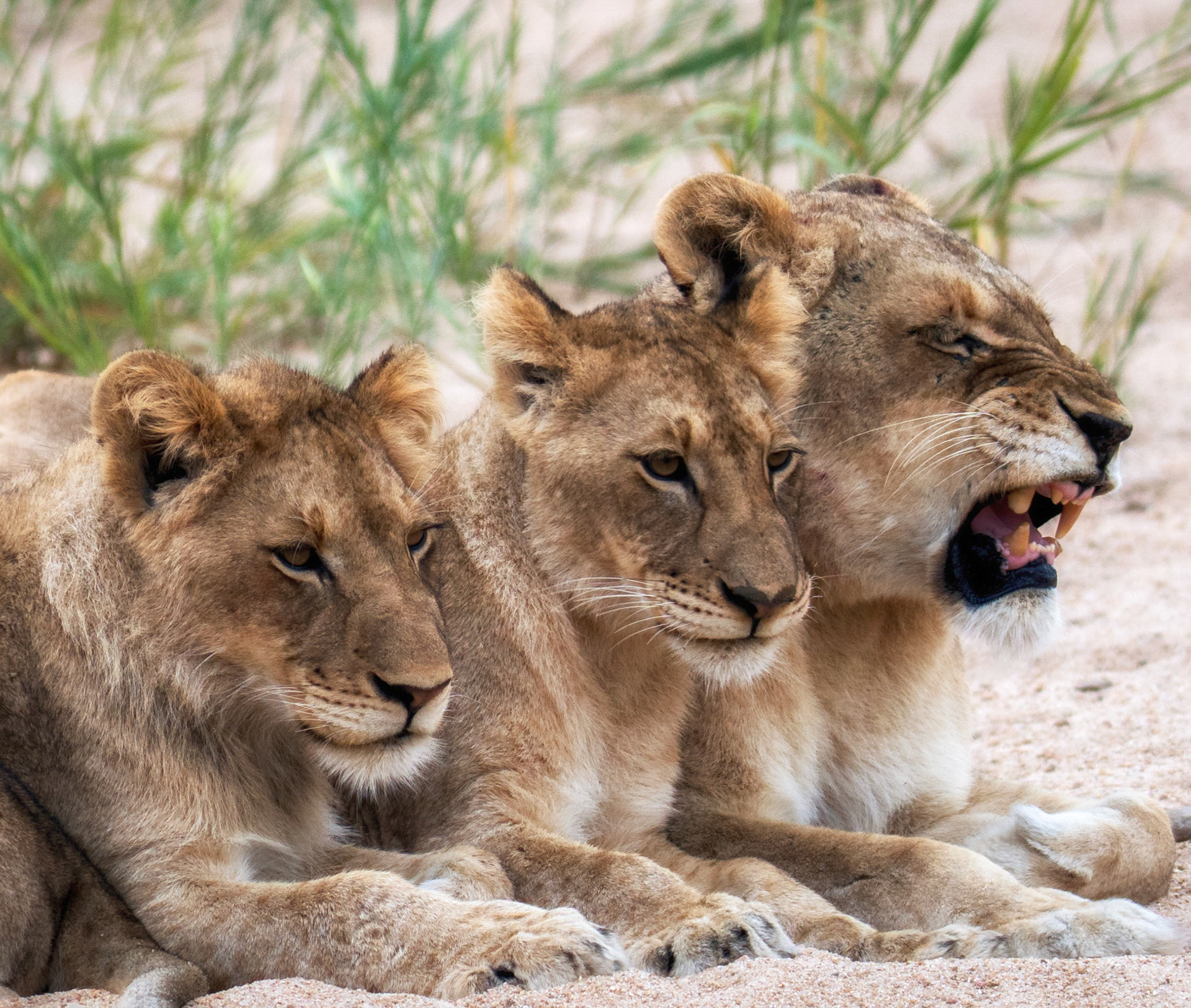 Lioness &amp; two male cubs-Mama Mala Reserve, Kruger Park