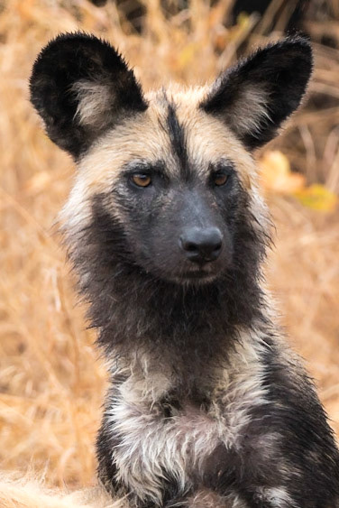 African Wild (Painted) Dog-Mama Mala Reserve, Kruger Park