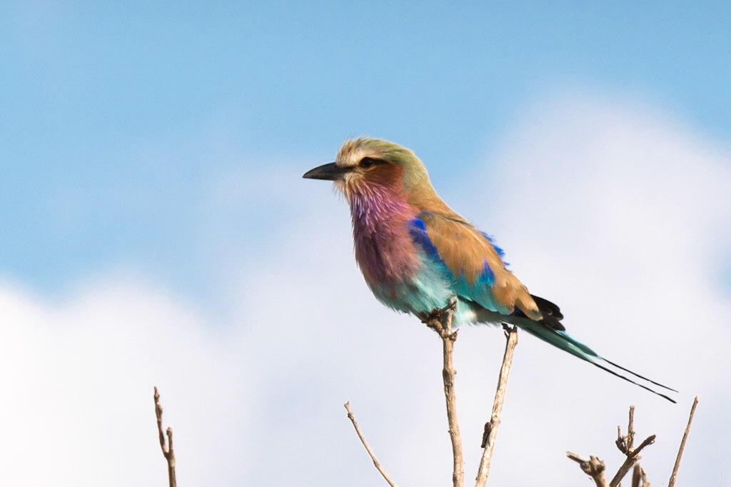 Lilac Breasted Roller-Chobe Park, Botswana