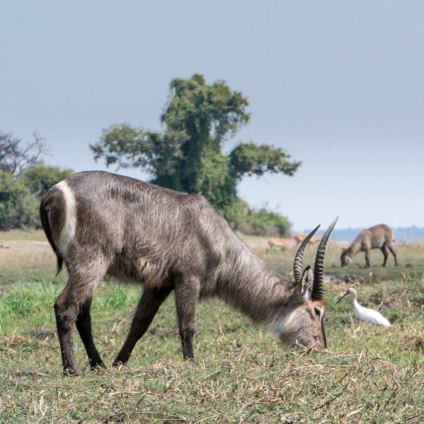 Water Buck-Chobe Park, Botswana