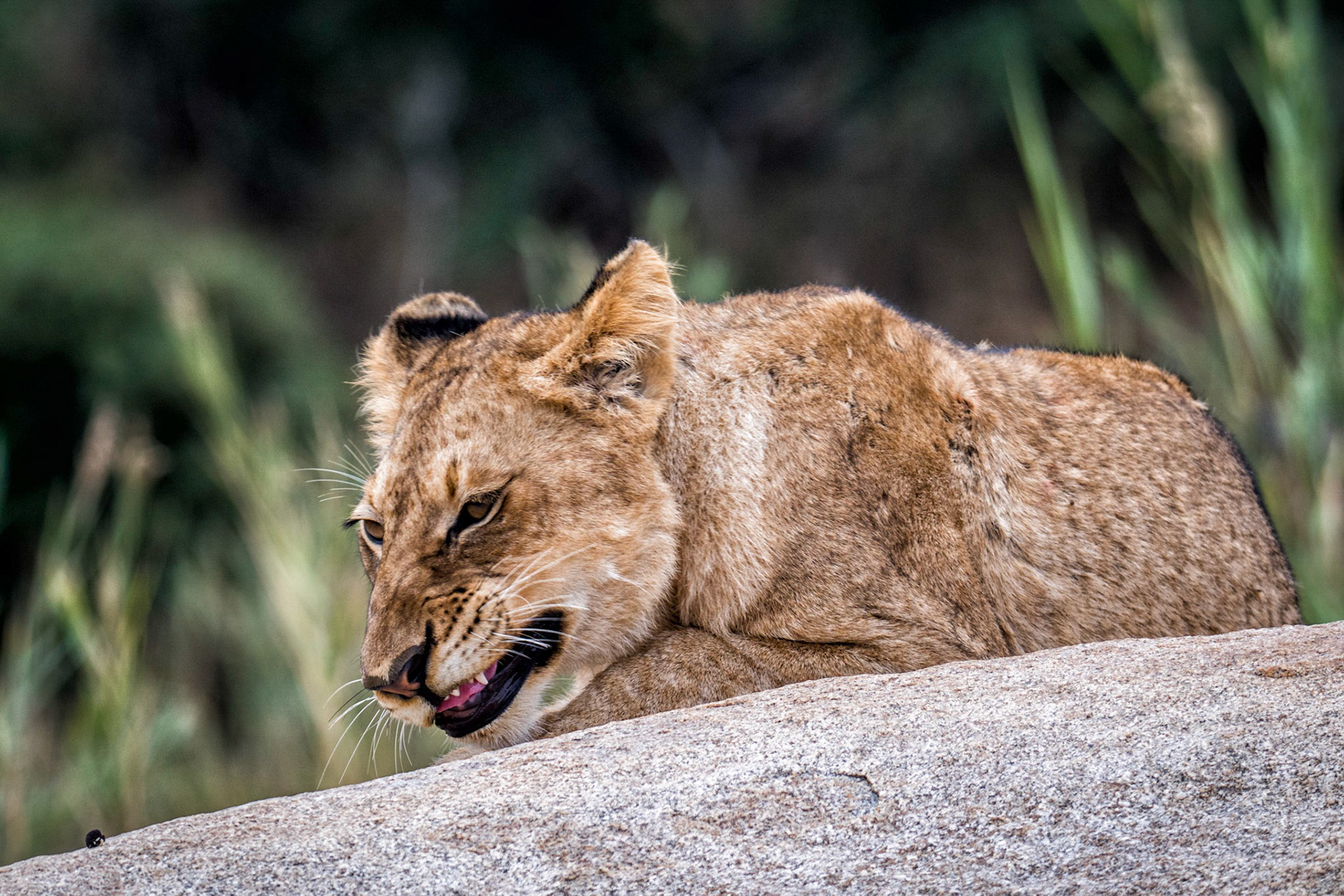 Male lion cub hunting bug-Mama Mala Reserve, Kruger Park