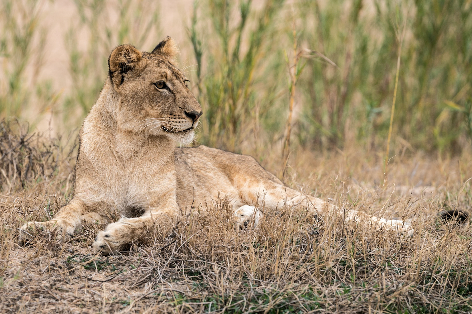 Lioness-Mala Mala Reserve, Kruger Park