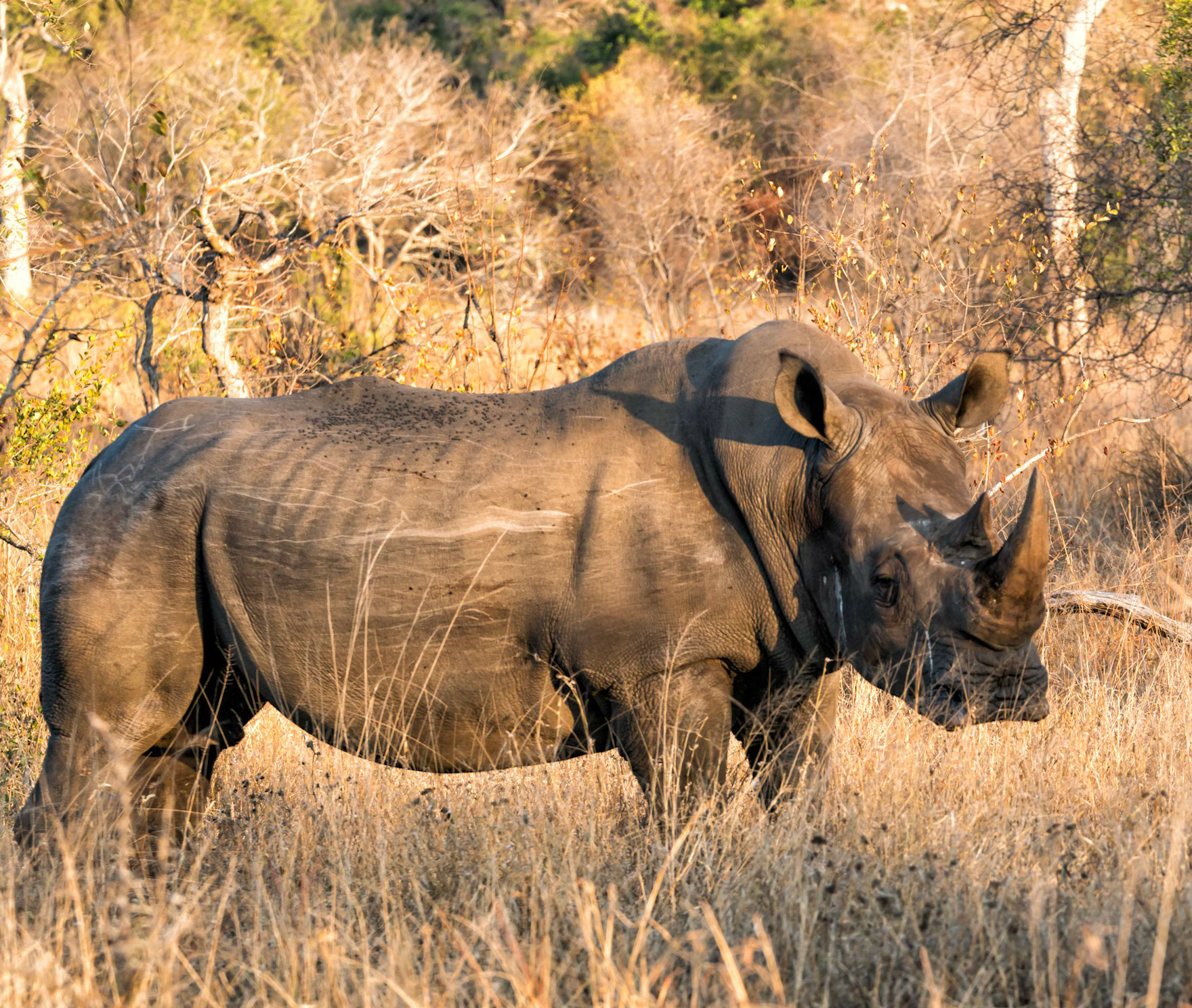 White Rhinoceros-Mama Mala Reserve, Kruger Park
