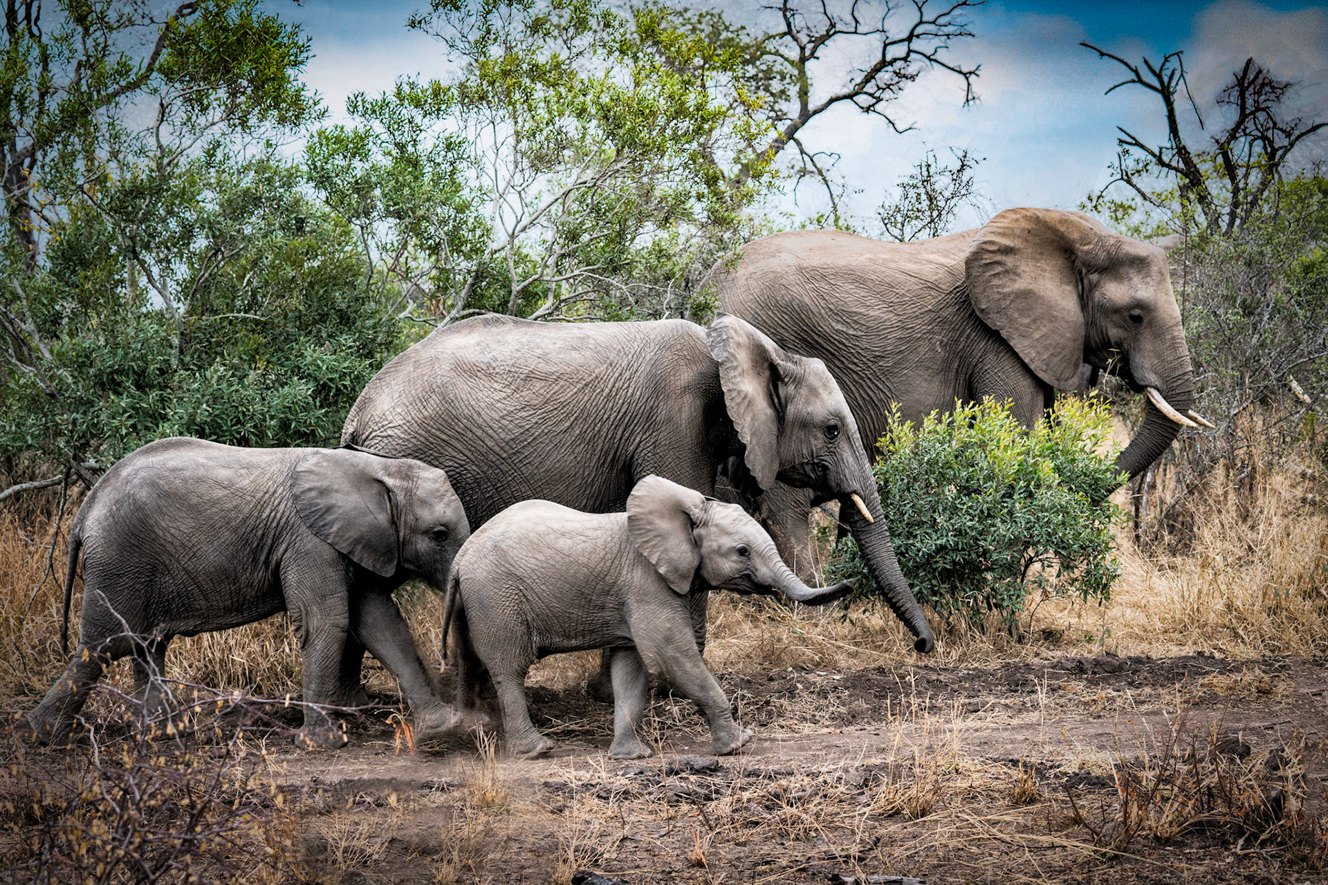 African Elephants-Mala Mala Reserve, Kruger Park