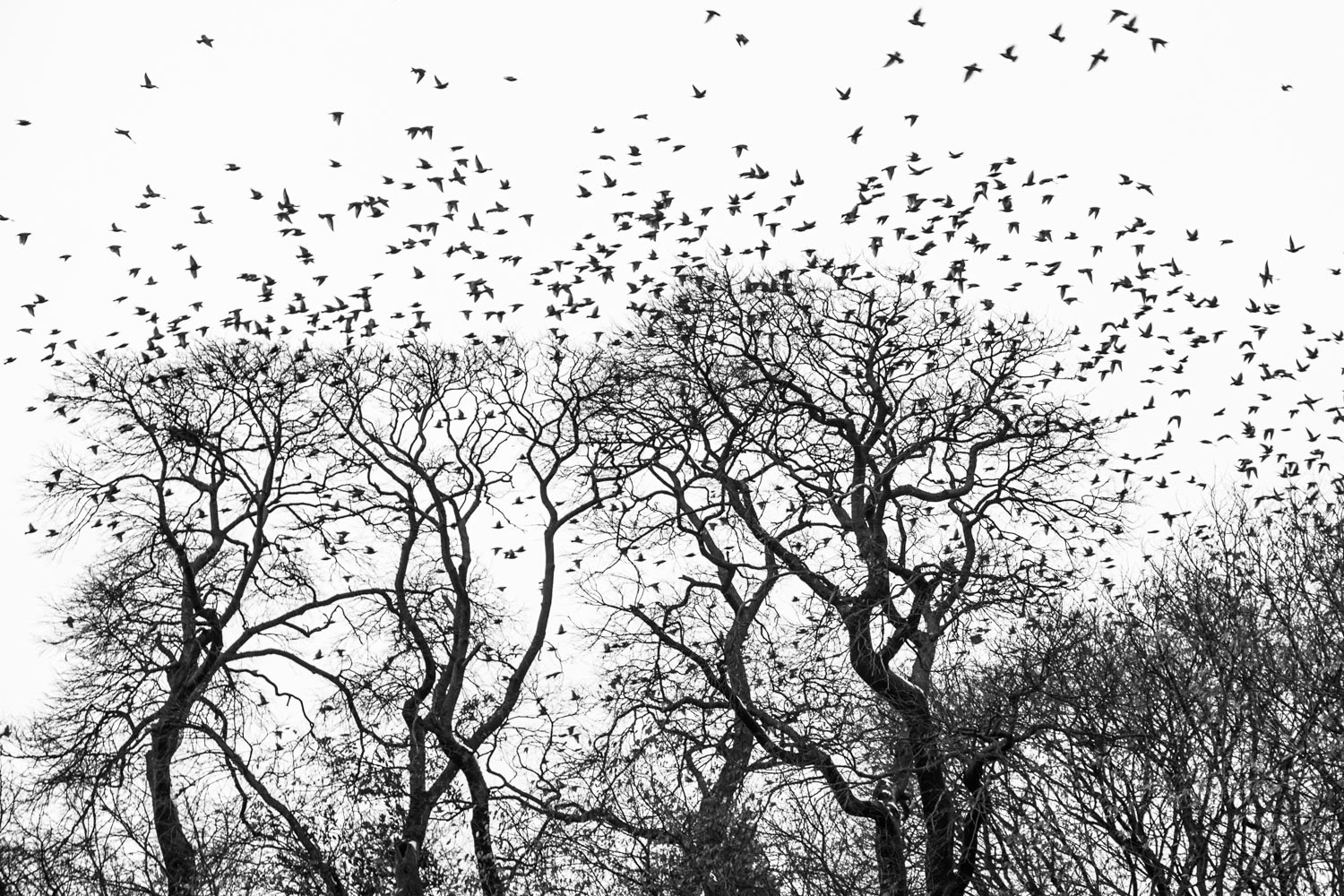 Little Birds, Big Bangs. Istanbul