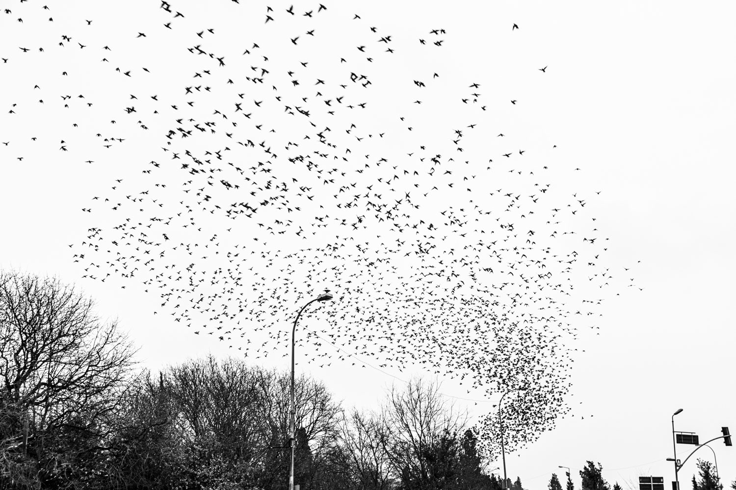 Little Birds, Big Bangs. Istanbul