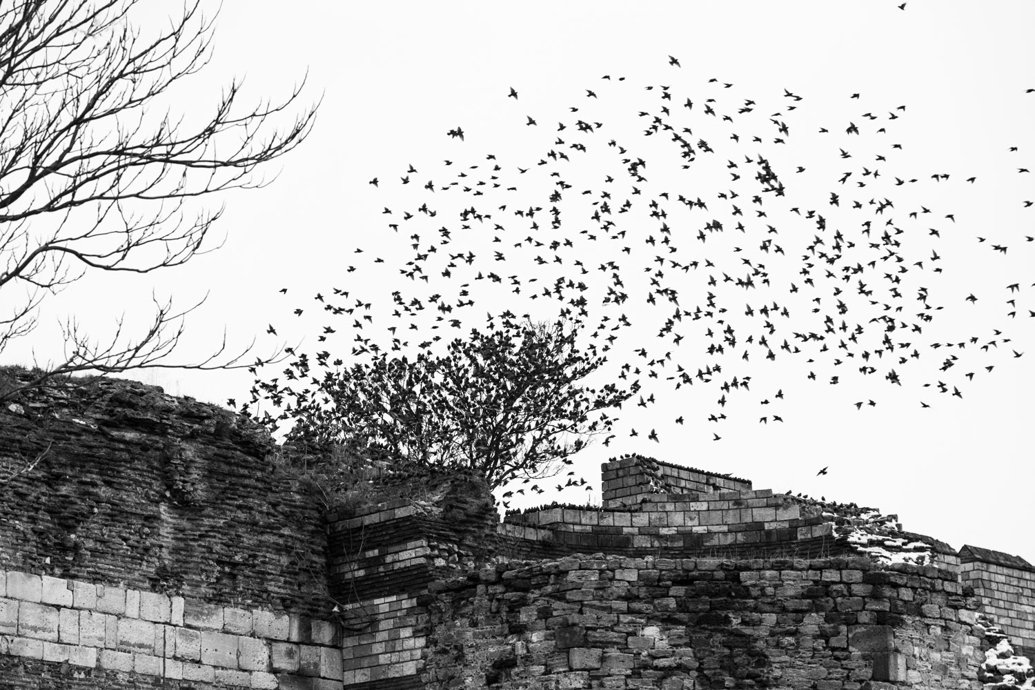 Little Birds, Big Bangs. Istanbul