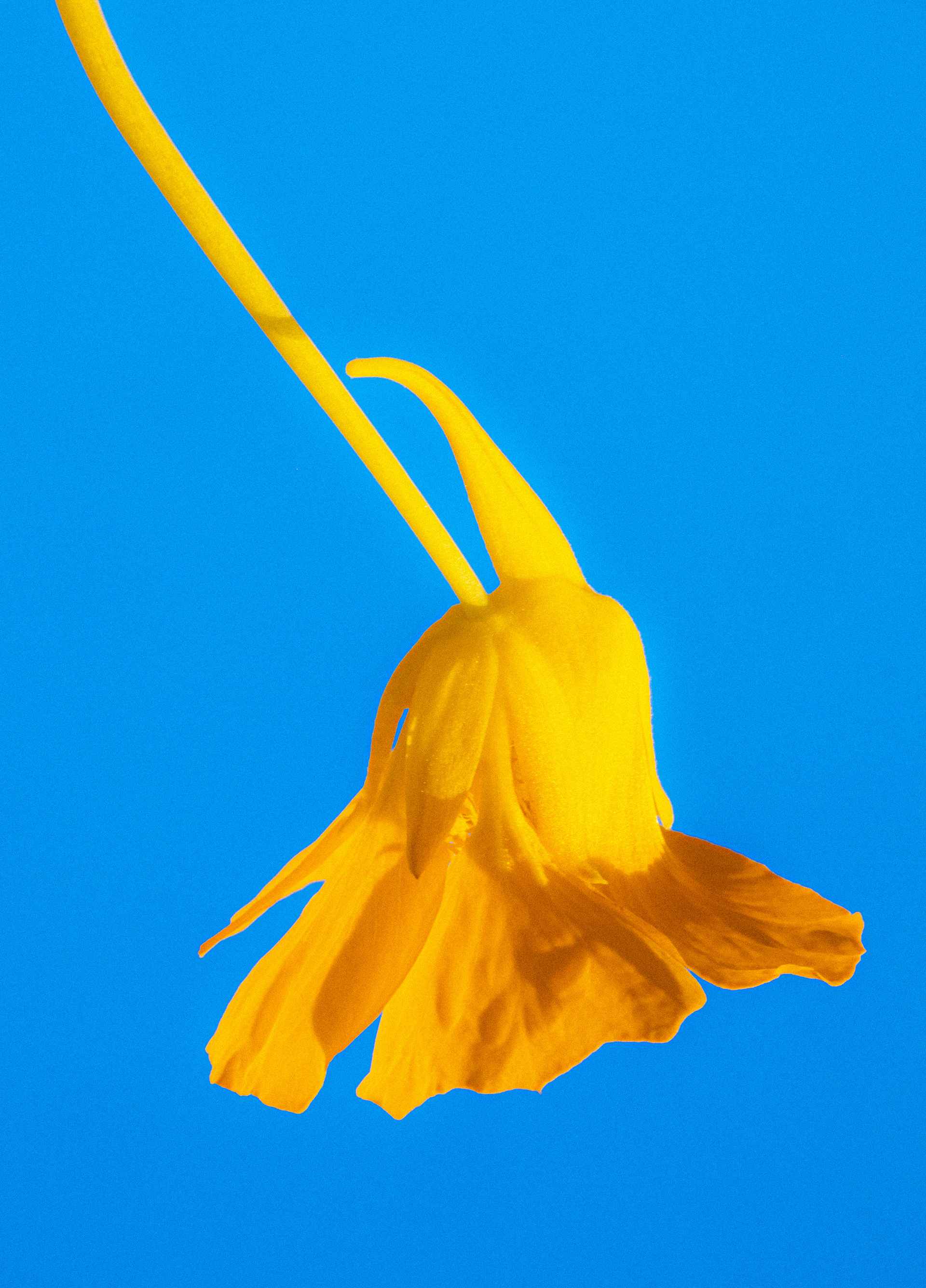 umbrella