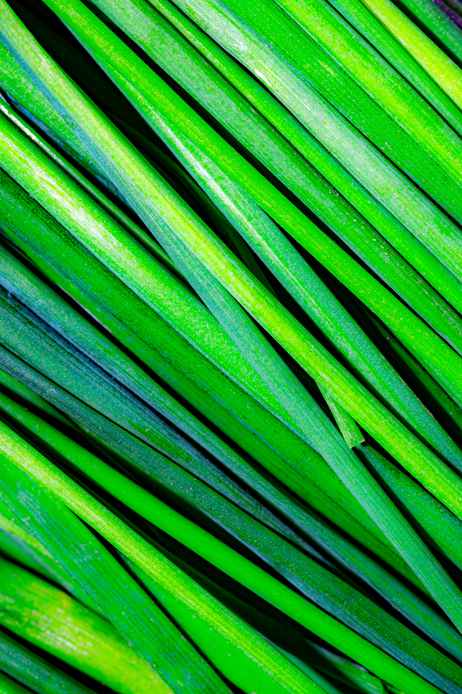 chives