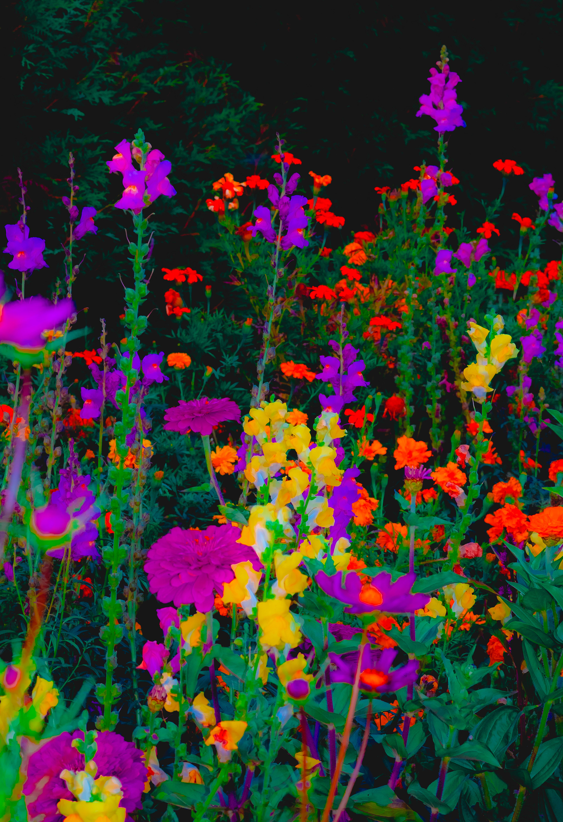 secret garden ii
