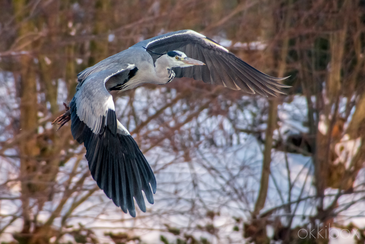 Blauwe reiger