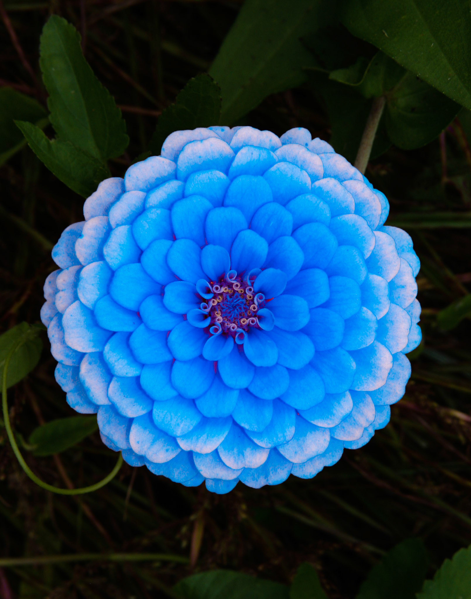 Zinna, Butterfly and Humingbird Festival, Folsom, LA 2006