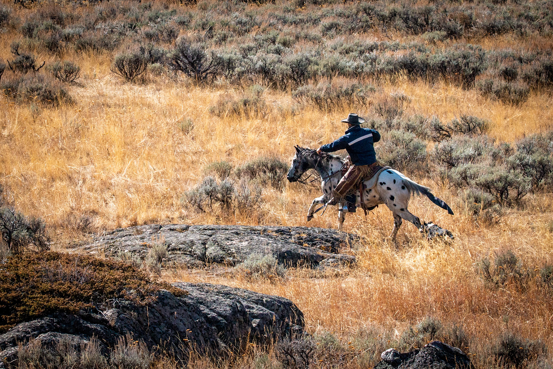 Cowboys Still RIde   20201