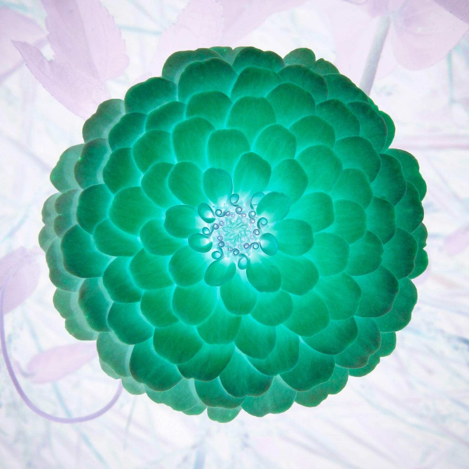 Zinna, Butterfly and Humingbird Festival, Folsom, LA 2006