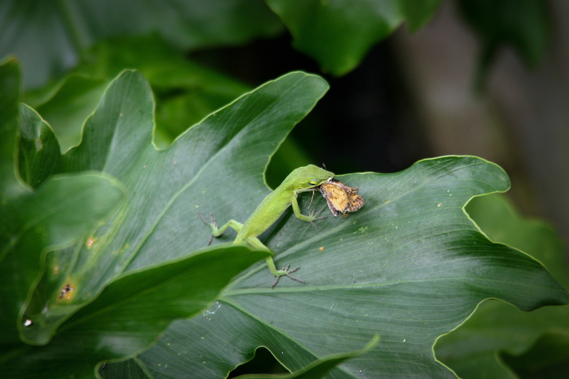 Lizard's Lunch II, Butterfly and Humingbird Festival, Folsom, LA 2006