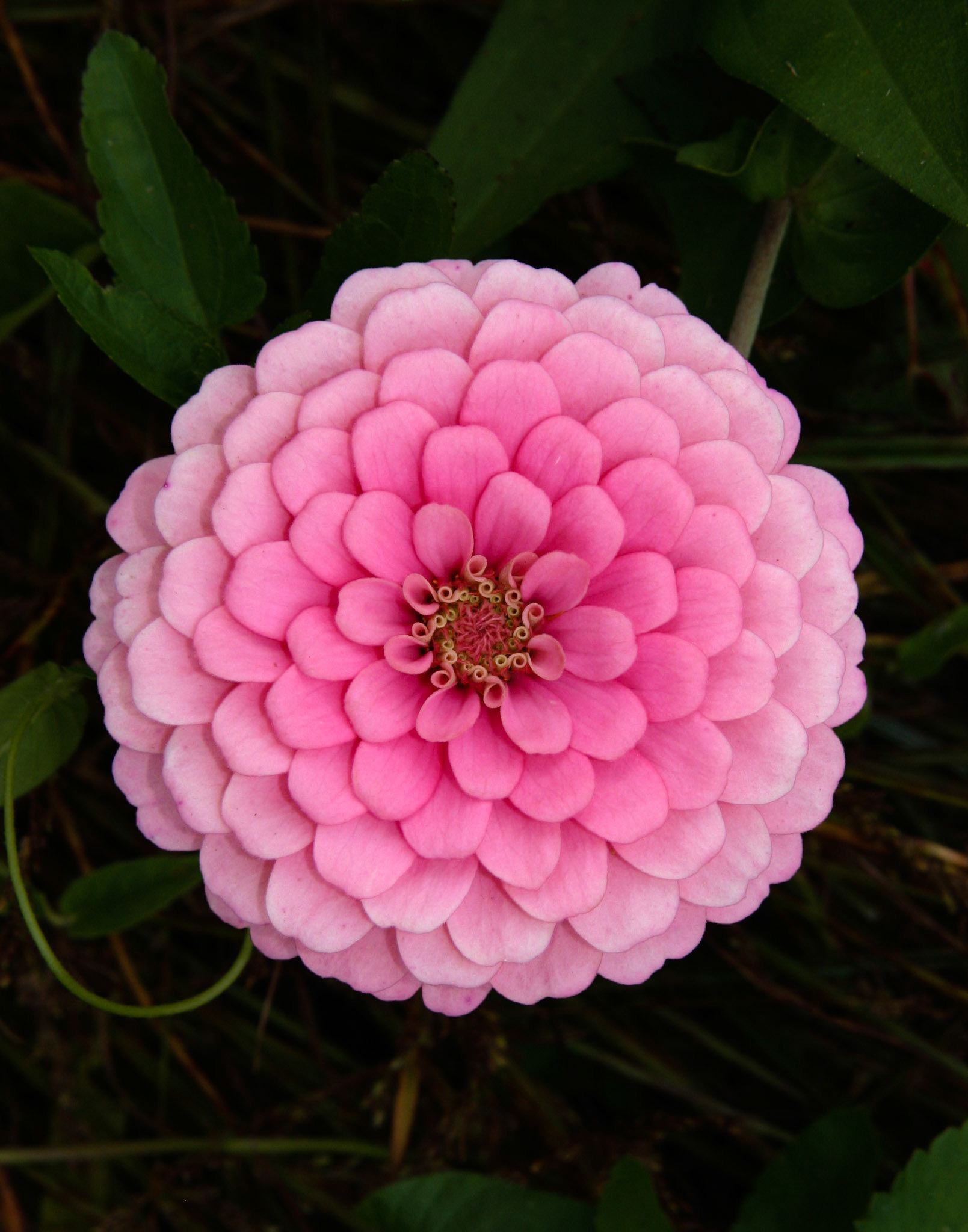 Zinna, Butterfly and Humingbird Festival, Folsom, LA 2006