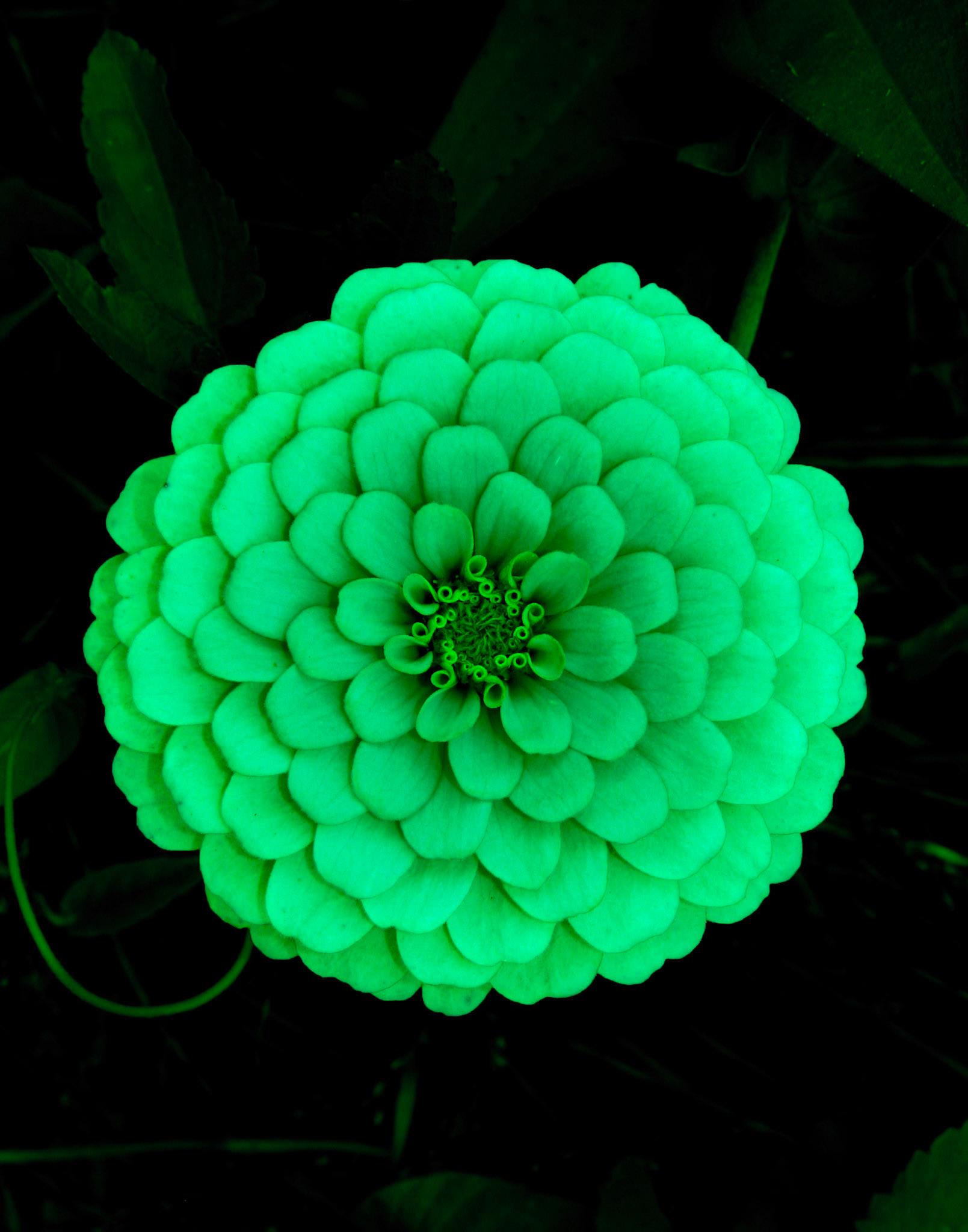 Zinna, Butterfly and Humingbird Festival, Folsom, LA 2006