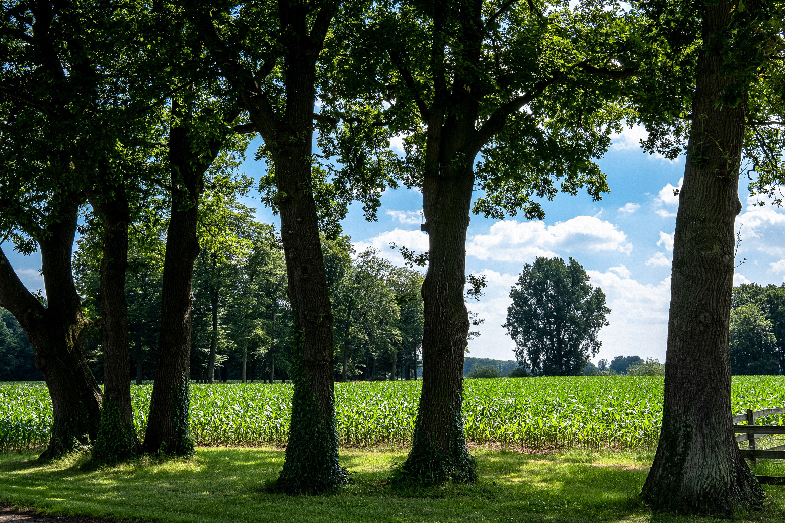 Im Hase-Urstromtal (5)