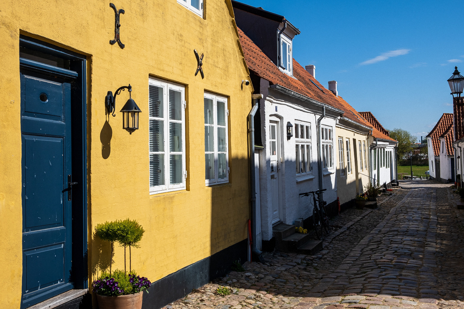 Ribe (6)