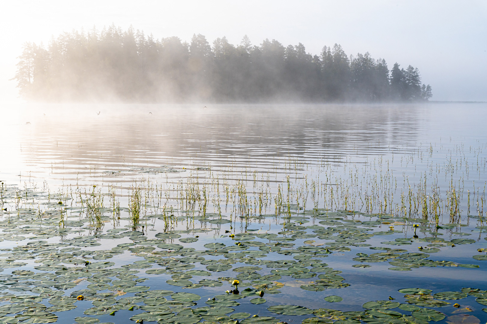 Nebel über dem Fiolen (2)