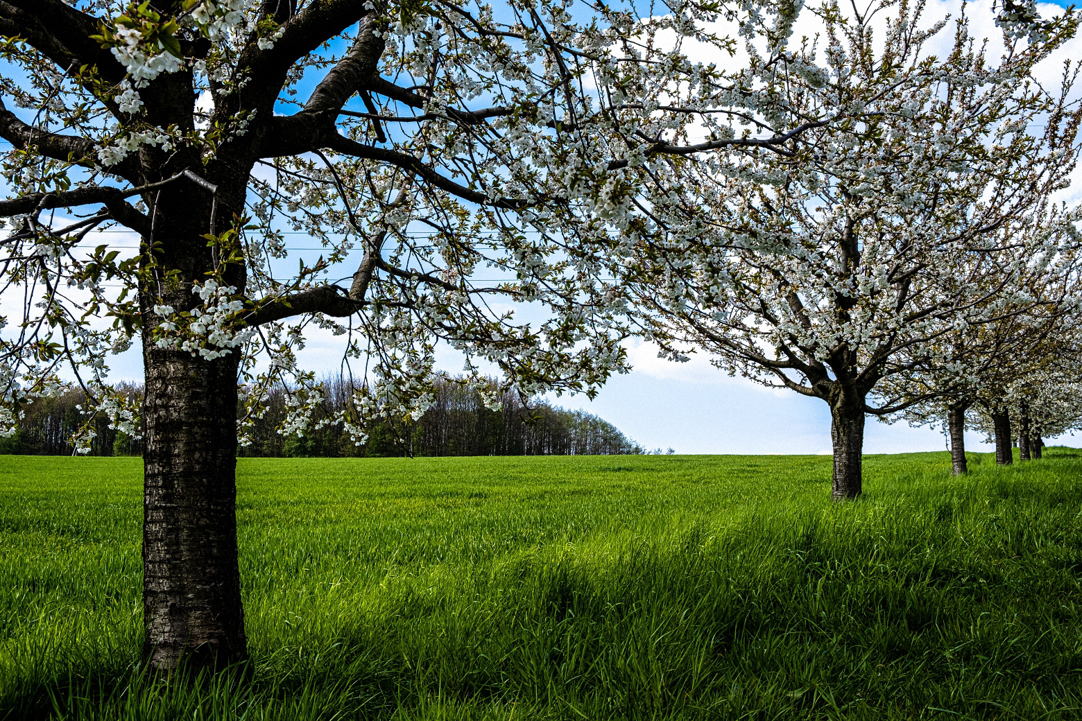 Kirschblüte in Hagen (TW)