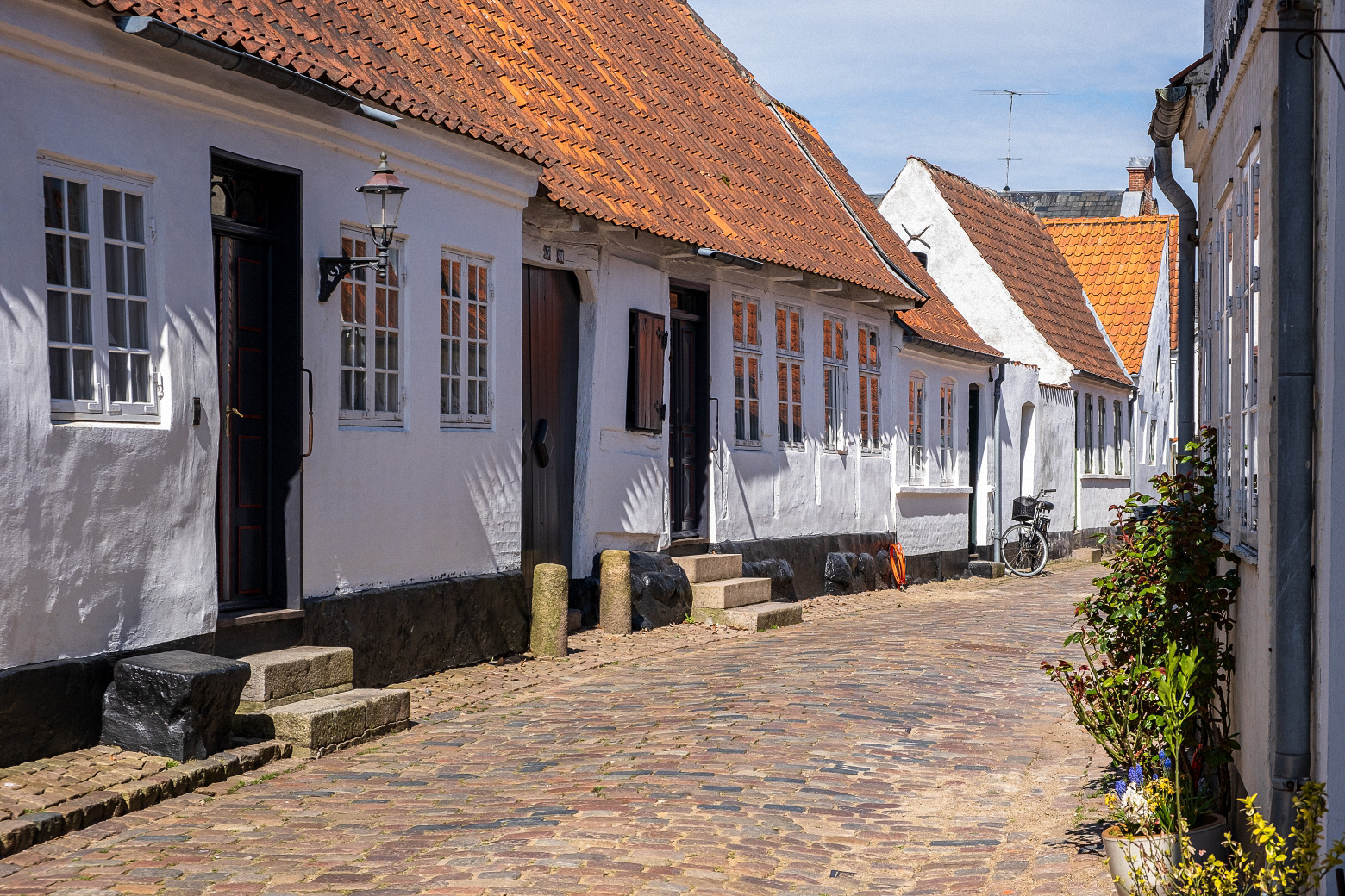Ribe (5)