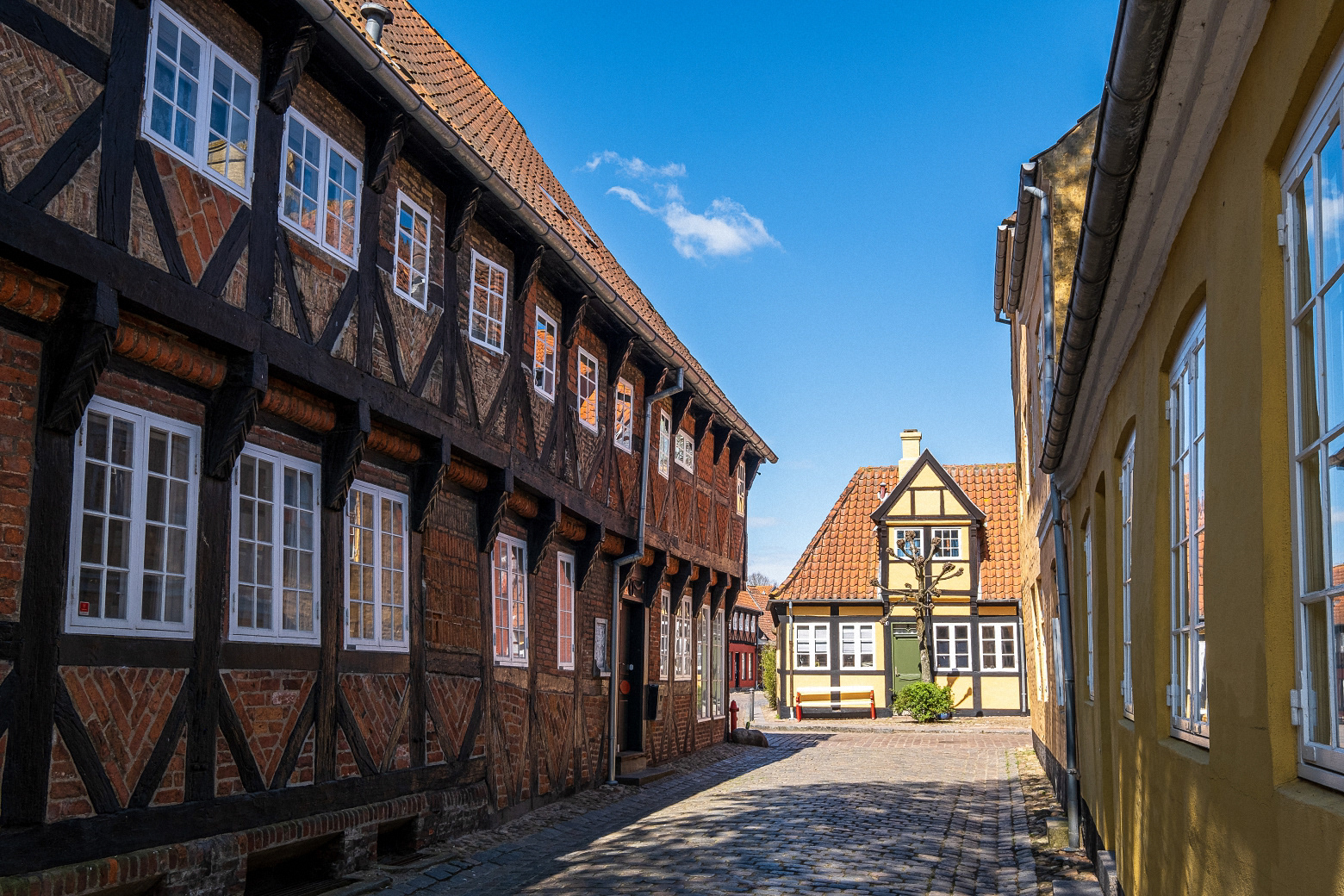 Ribe (3)