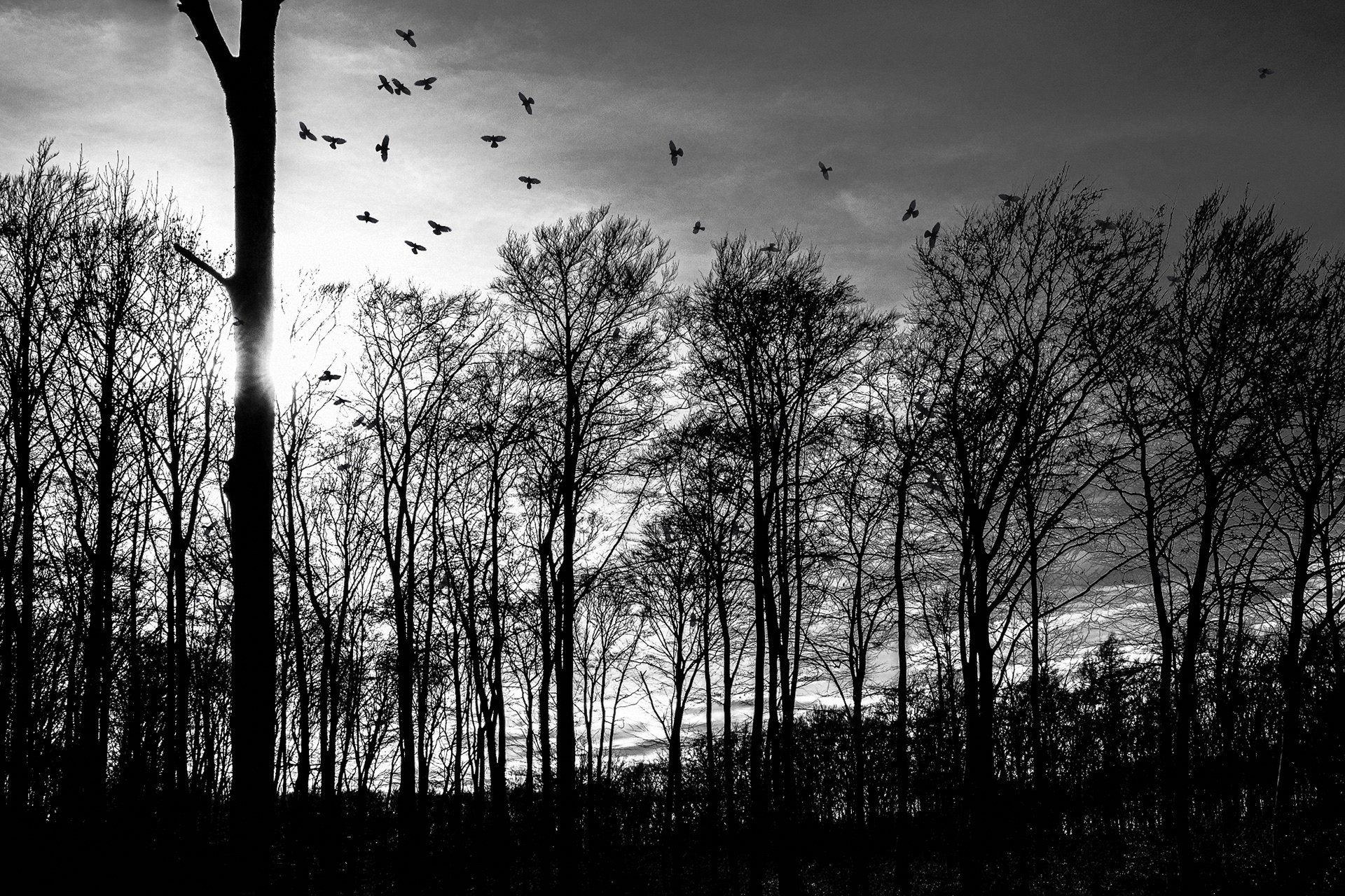 Waldsilhouette mit Vögeln