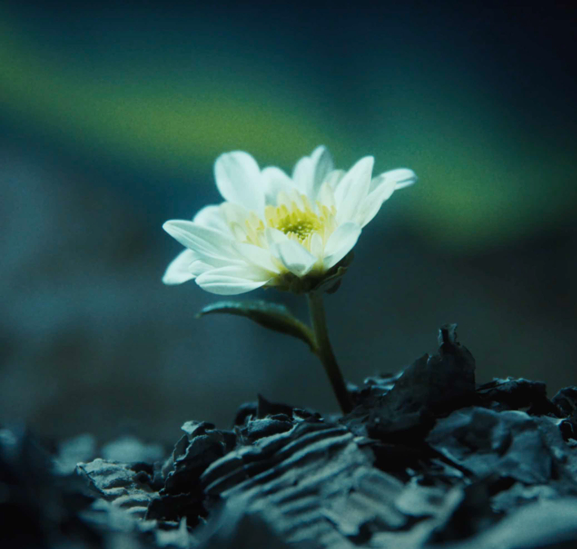 Leon Seti - And I'm Gone