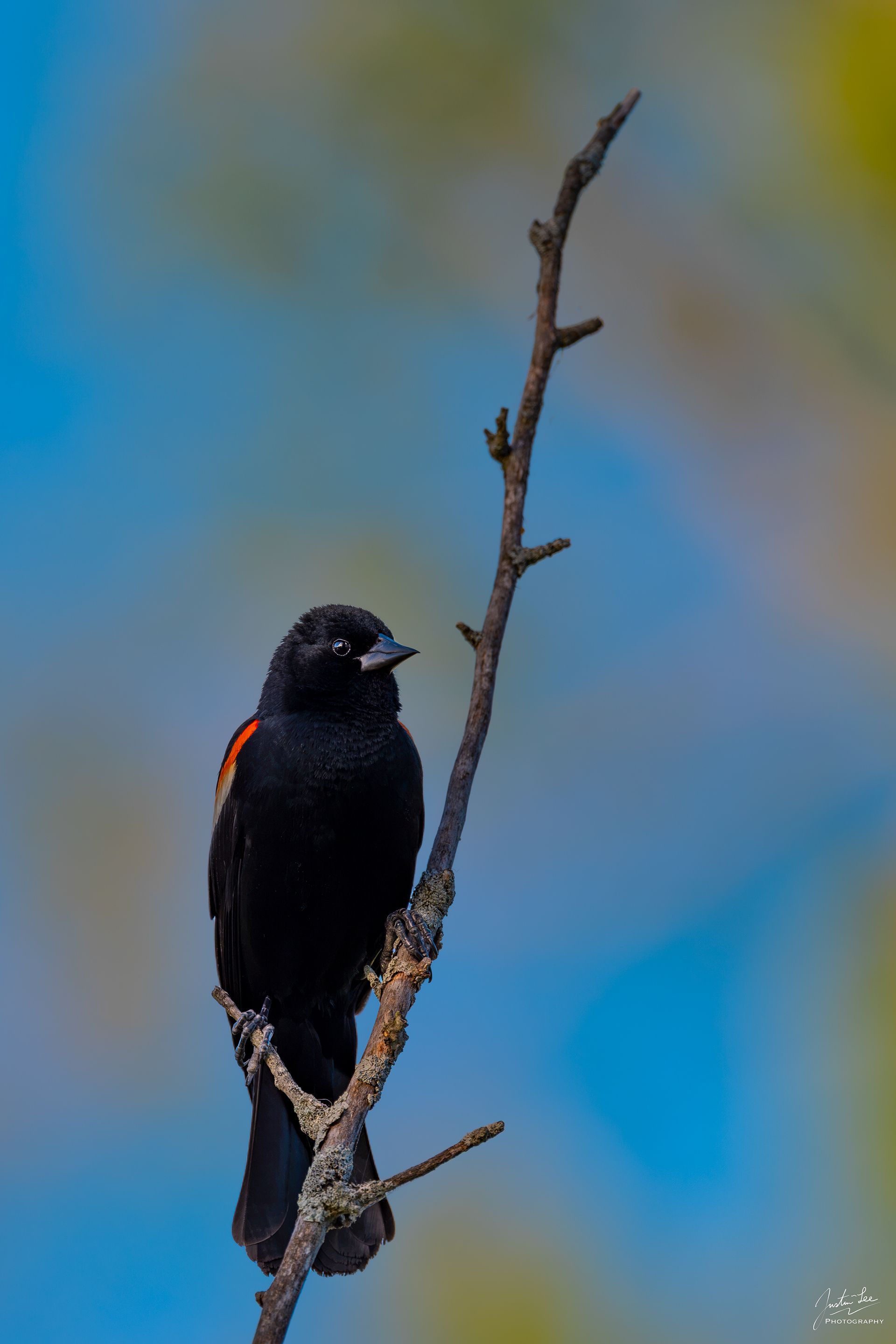Arlington - NIKON D780 + AF-S NIKKOR 500mm f/5.6E PF ED VR @ 500 mm, ISO 125, 1/1000 s, f/5.6