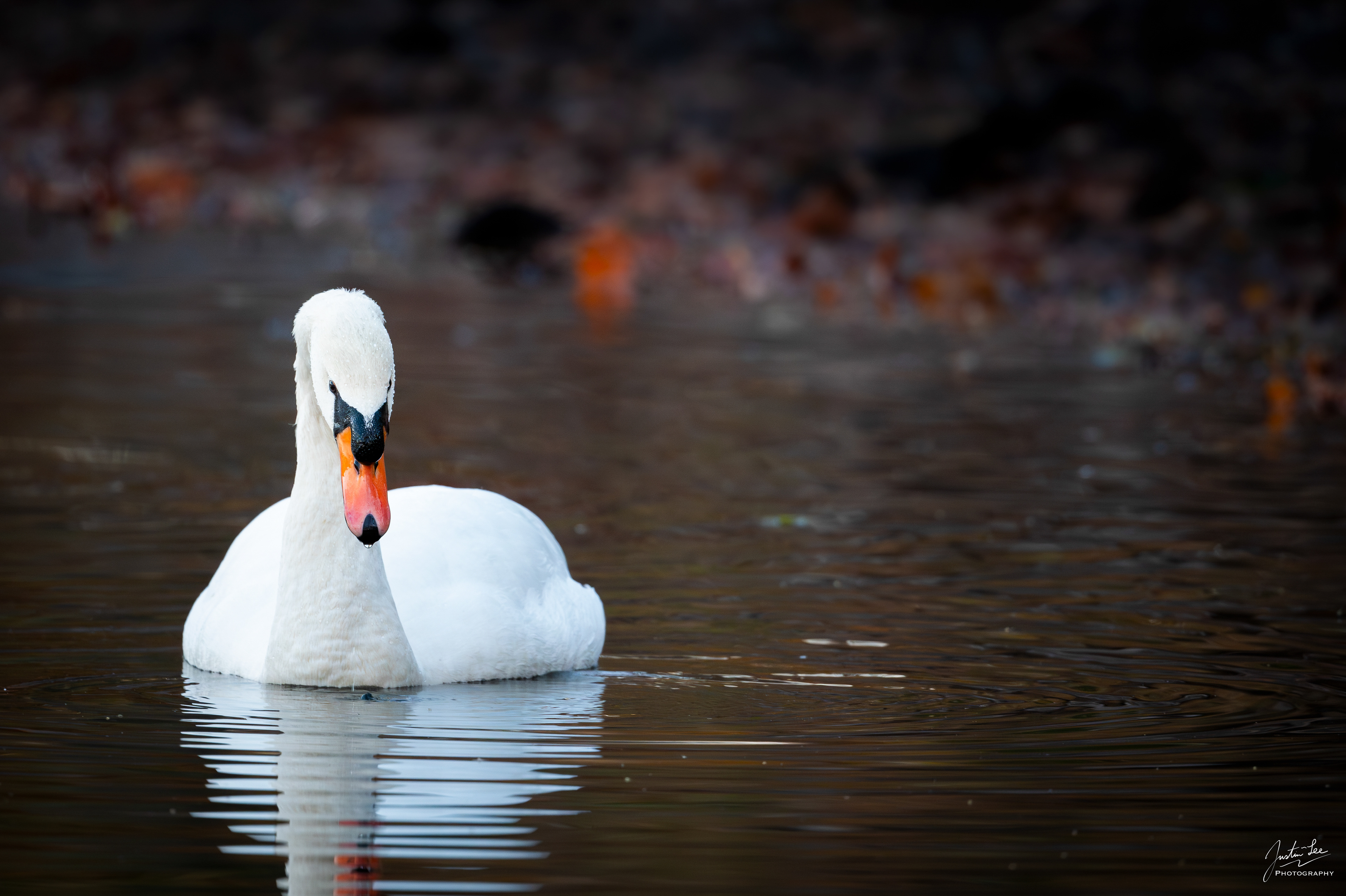 Arlington - NIKON D780 + AF-S NIKKOR 500mm f/5.6E PF ED VR @ 500 mm, ISO 4000, 1/200 s, f/5.6
