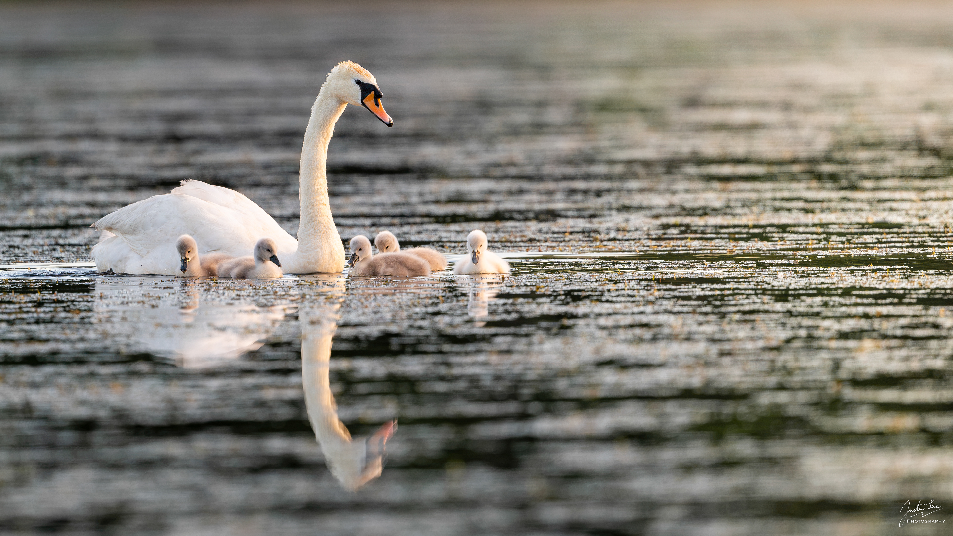 Arlington - NIKON D780 + AF-S NIKKOR 500mm f/5.6E PF ED VR @ 500 mm, ISO 1400, 1/640 s, f/5.6
