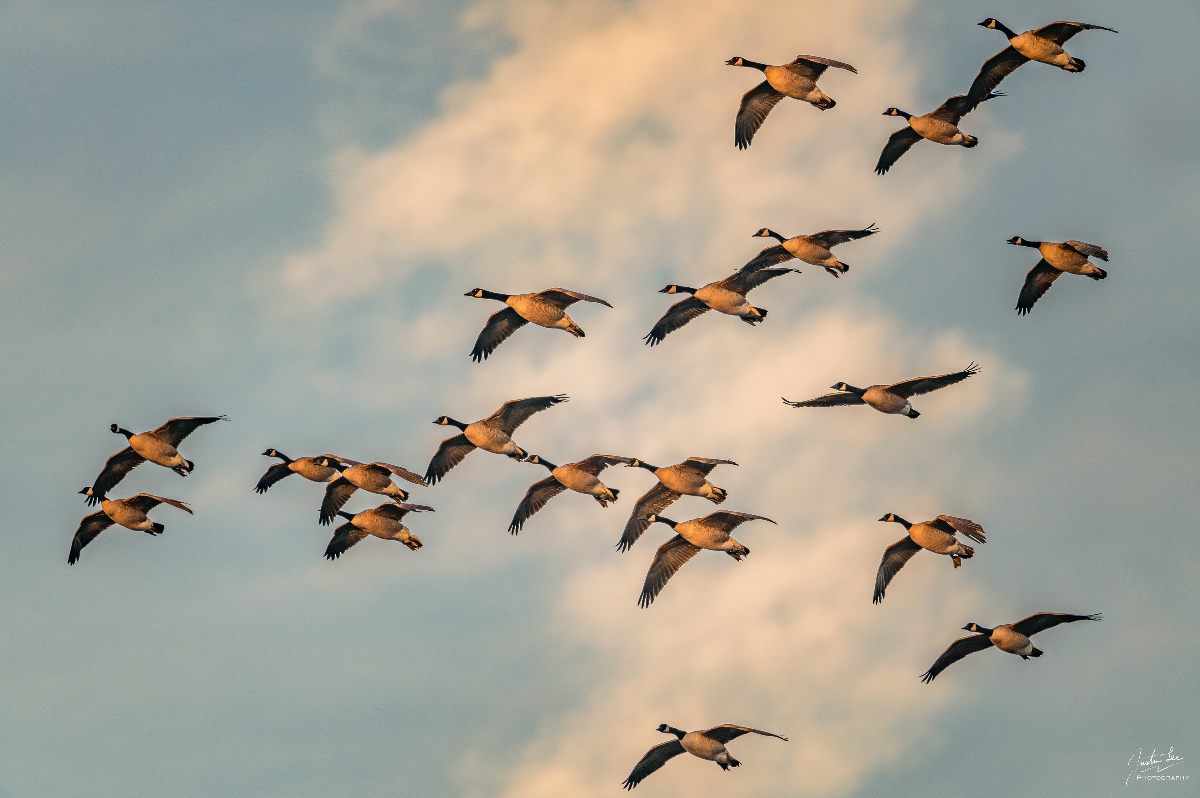 Arlington - NIKON D780 + AF-S NIKKOR 500mm f/5.6E PF ED VR + TC-14E III @ 700 mm, ISO 100, 1/1250 s, f/8.0
