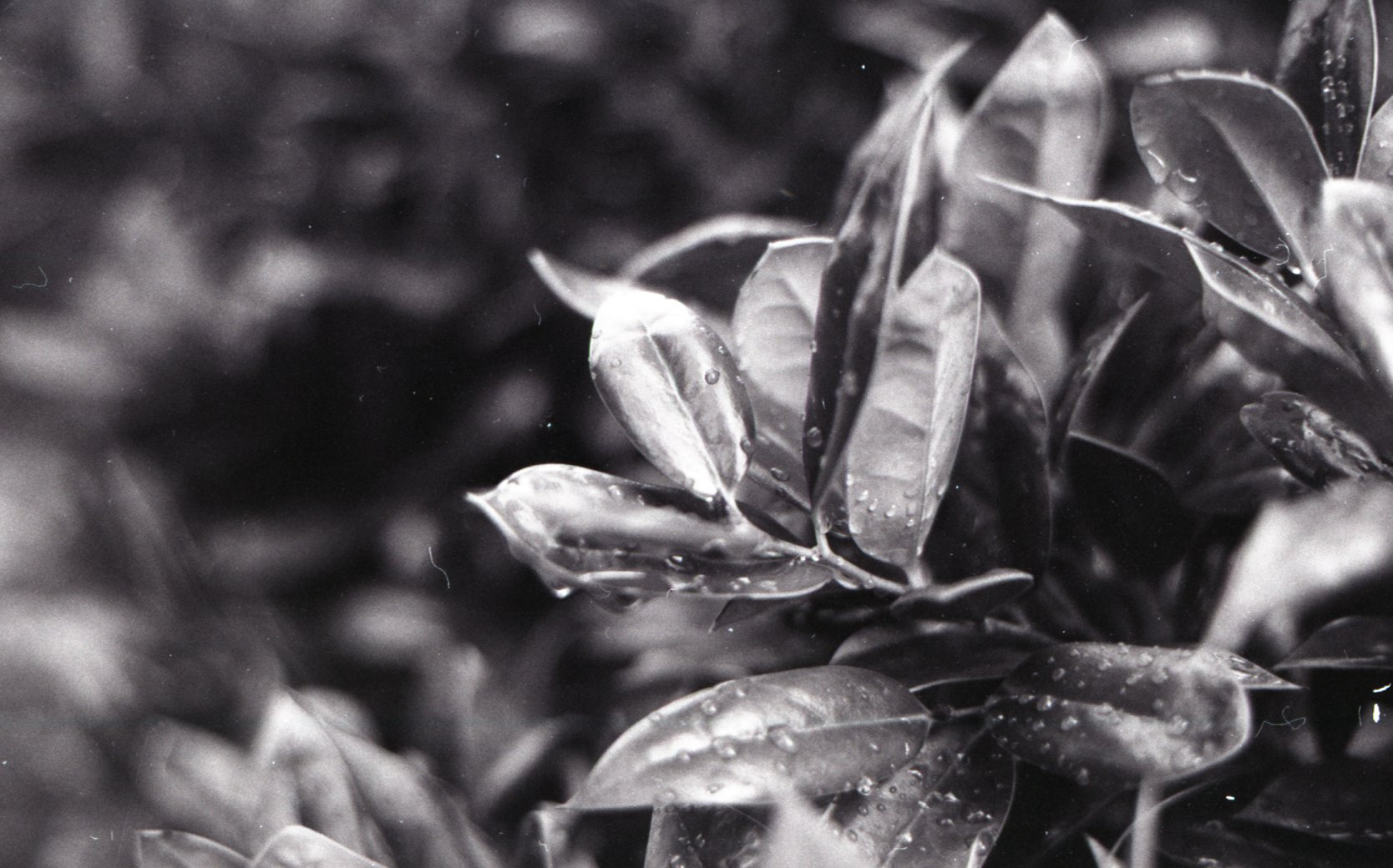 Tri-X 400 Kodak, August 8th 2025