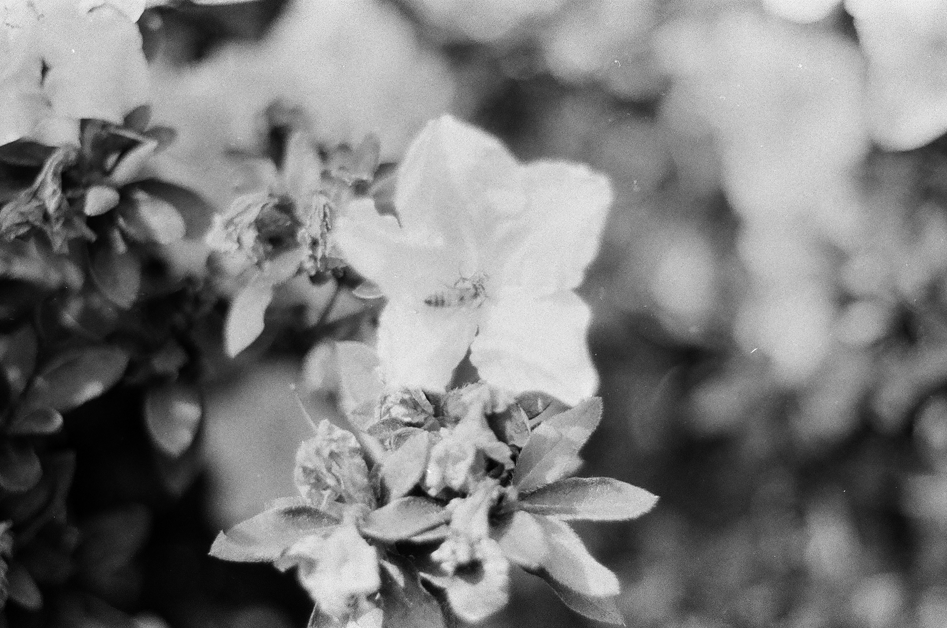 Tri-X 400 Kodak, October 9th 2025