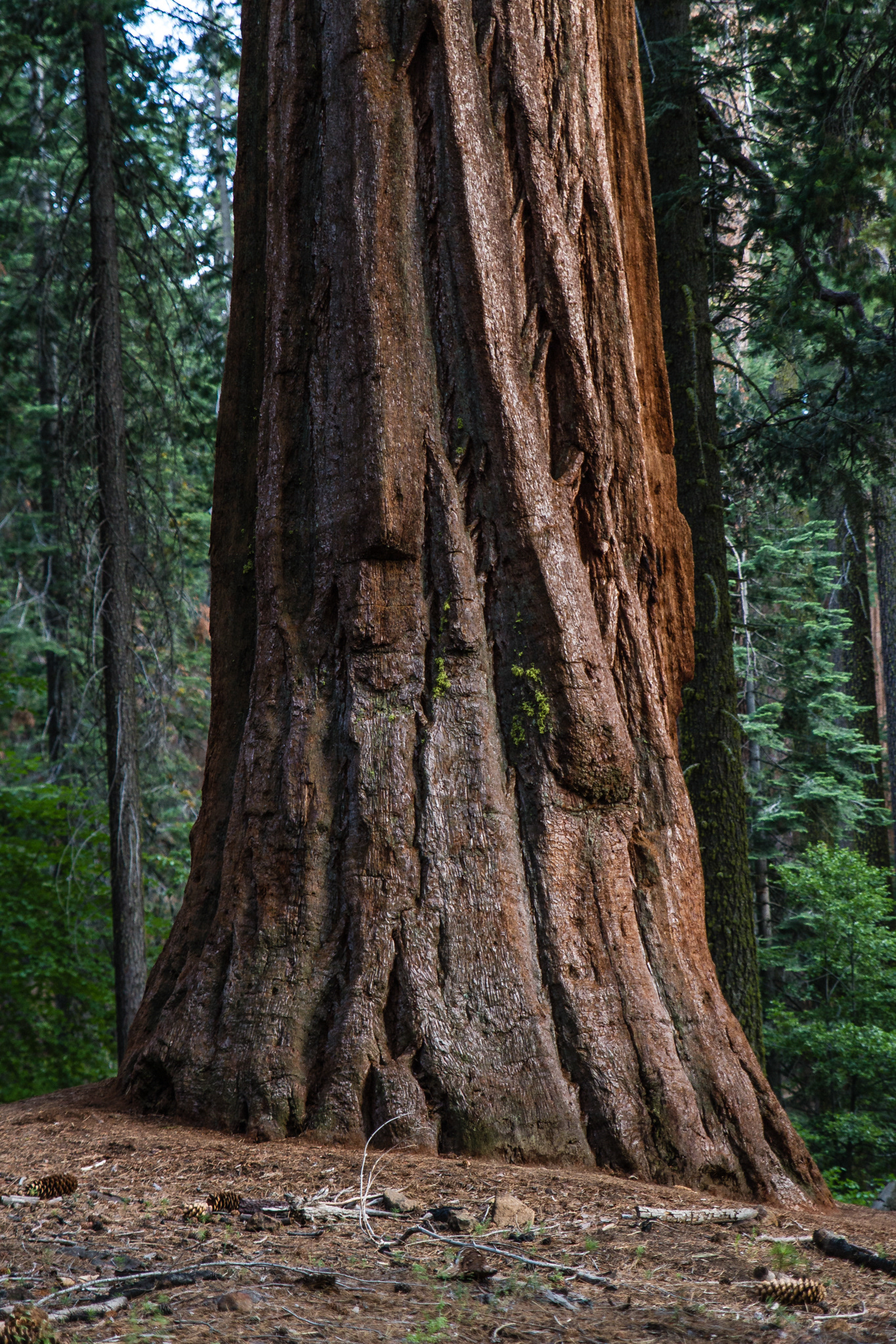 Yosemite National Park, California, USA