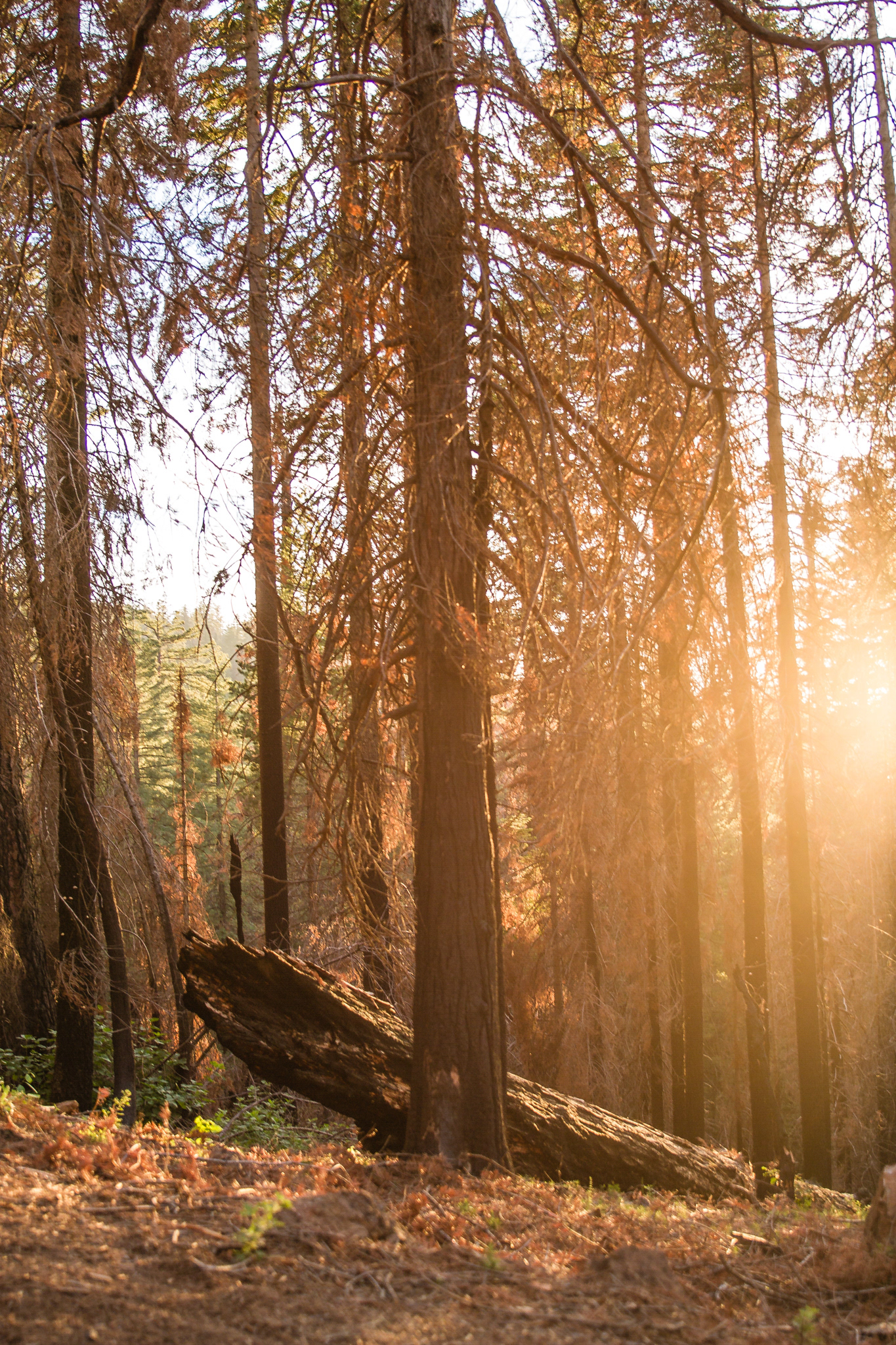 Yosemite National Park, California, USA