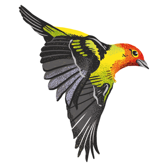 Western Tanager / Migration Bird Routes