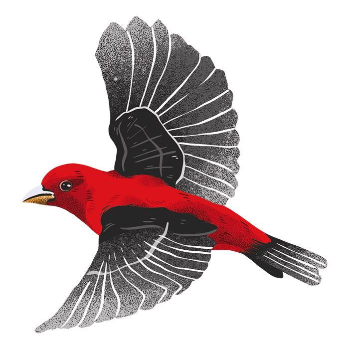 Scarlet Tanager / Migration Bird Routes