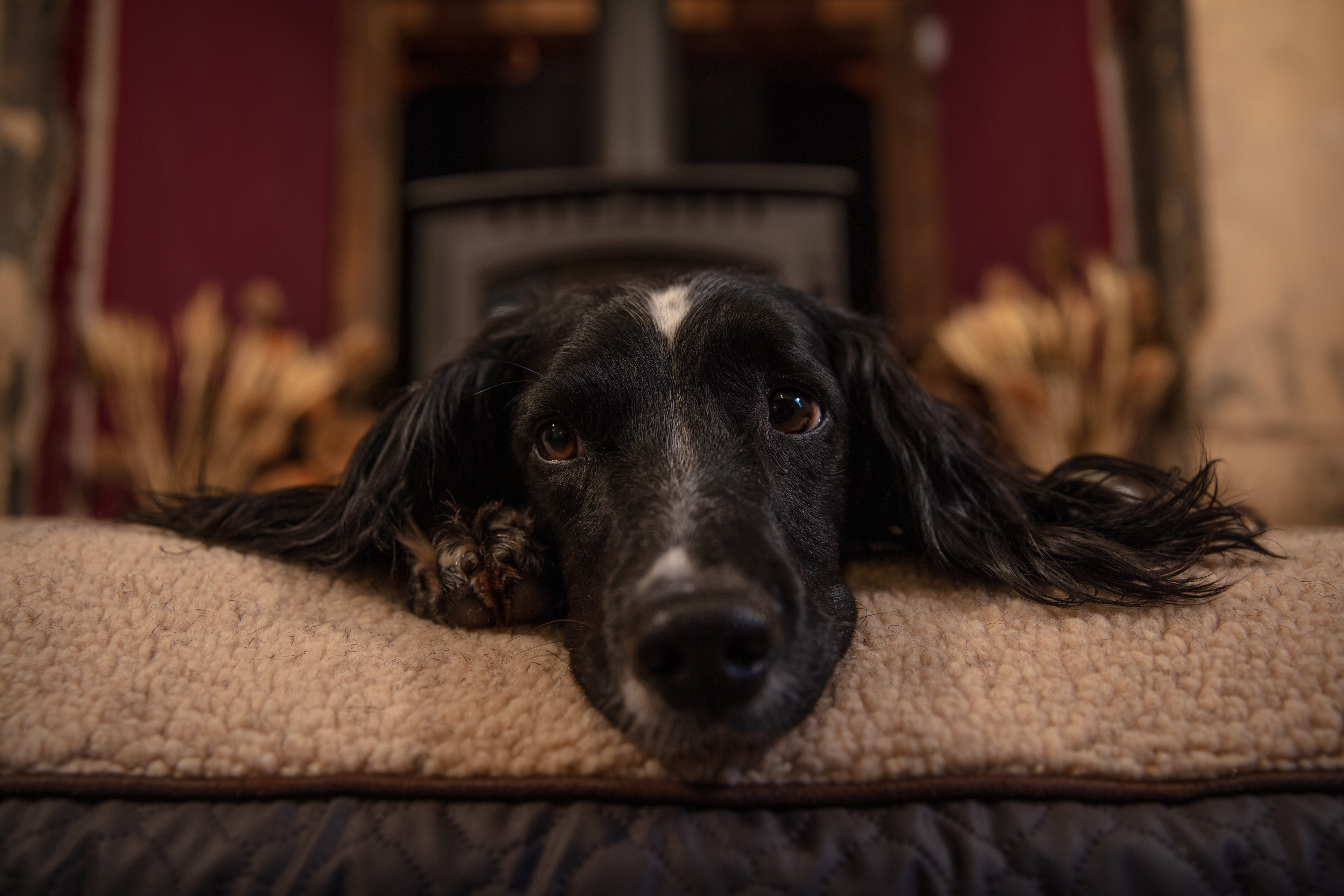 Client: Pets At Home