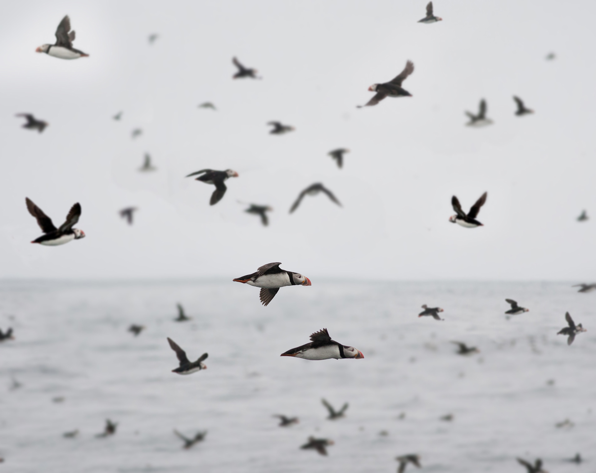 Puffins - Látrabjarg - Iceland