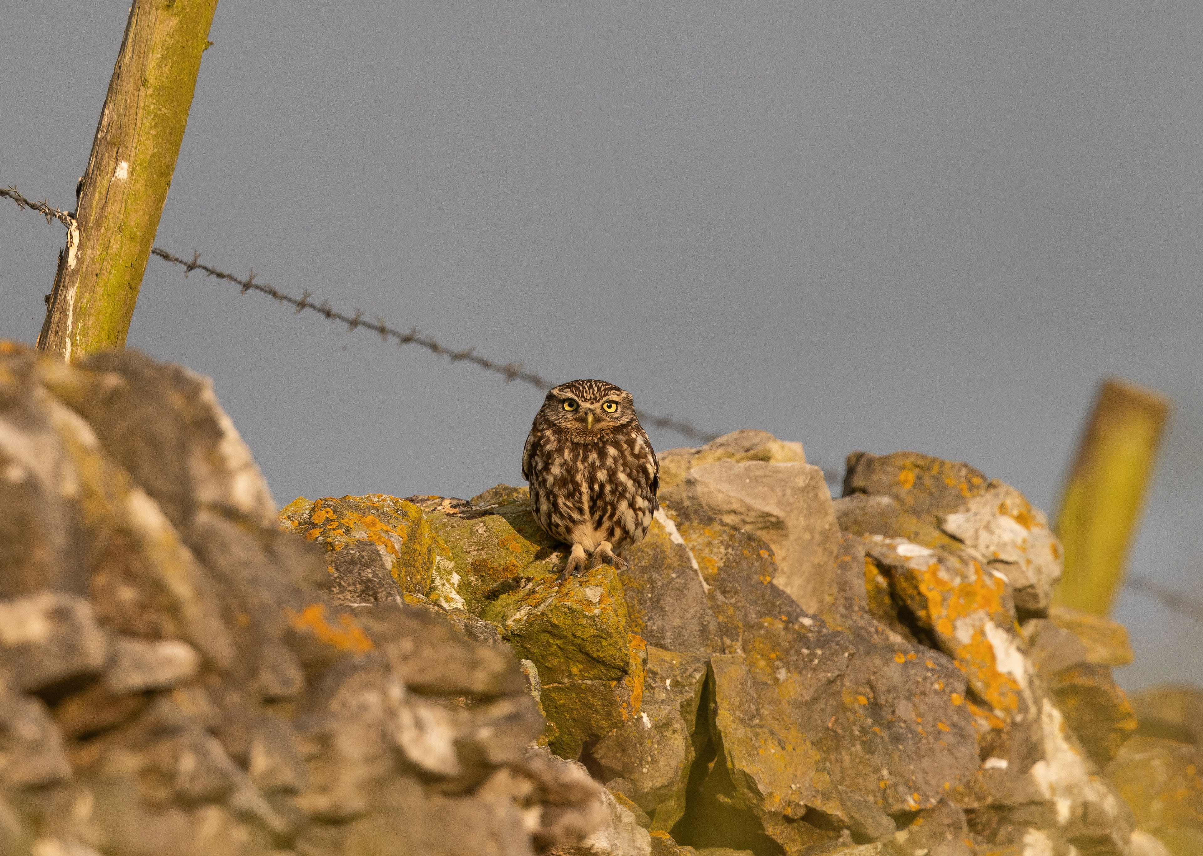 Little Owl - High Peak- UK