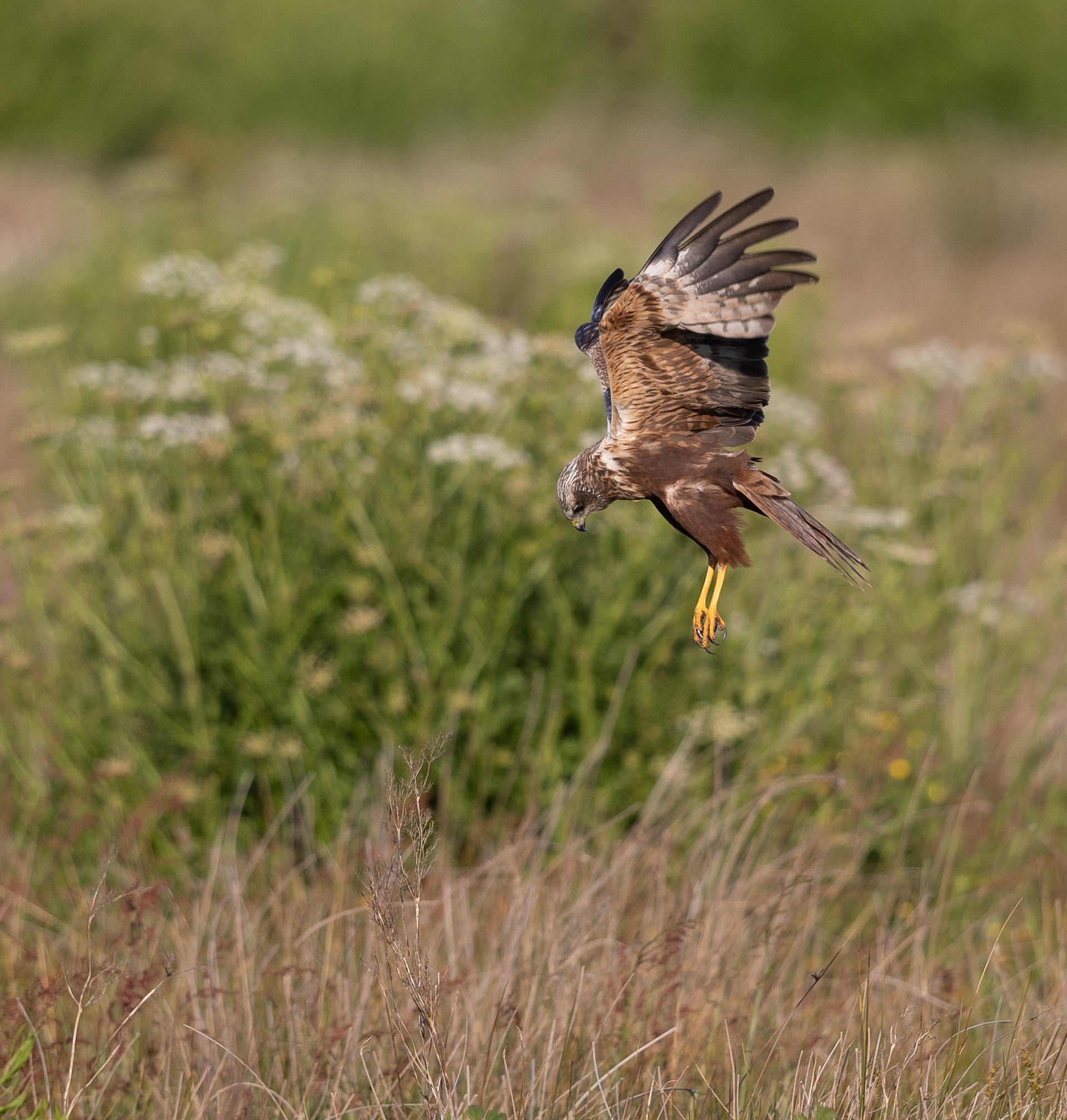 Marsh Harrier - Cornwall - UK