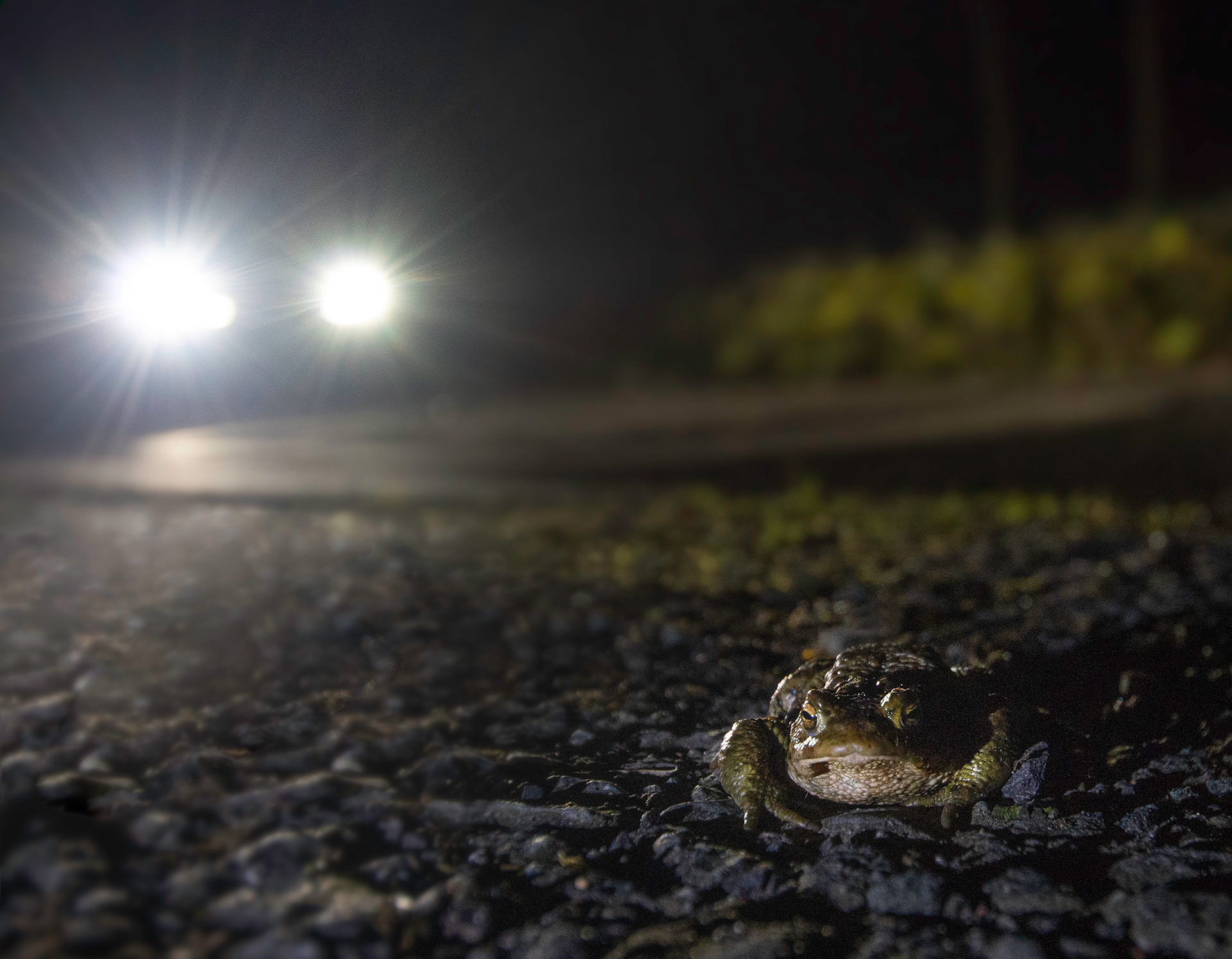 Amphibian mortality project - 2021