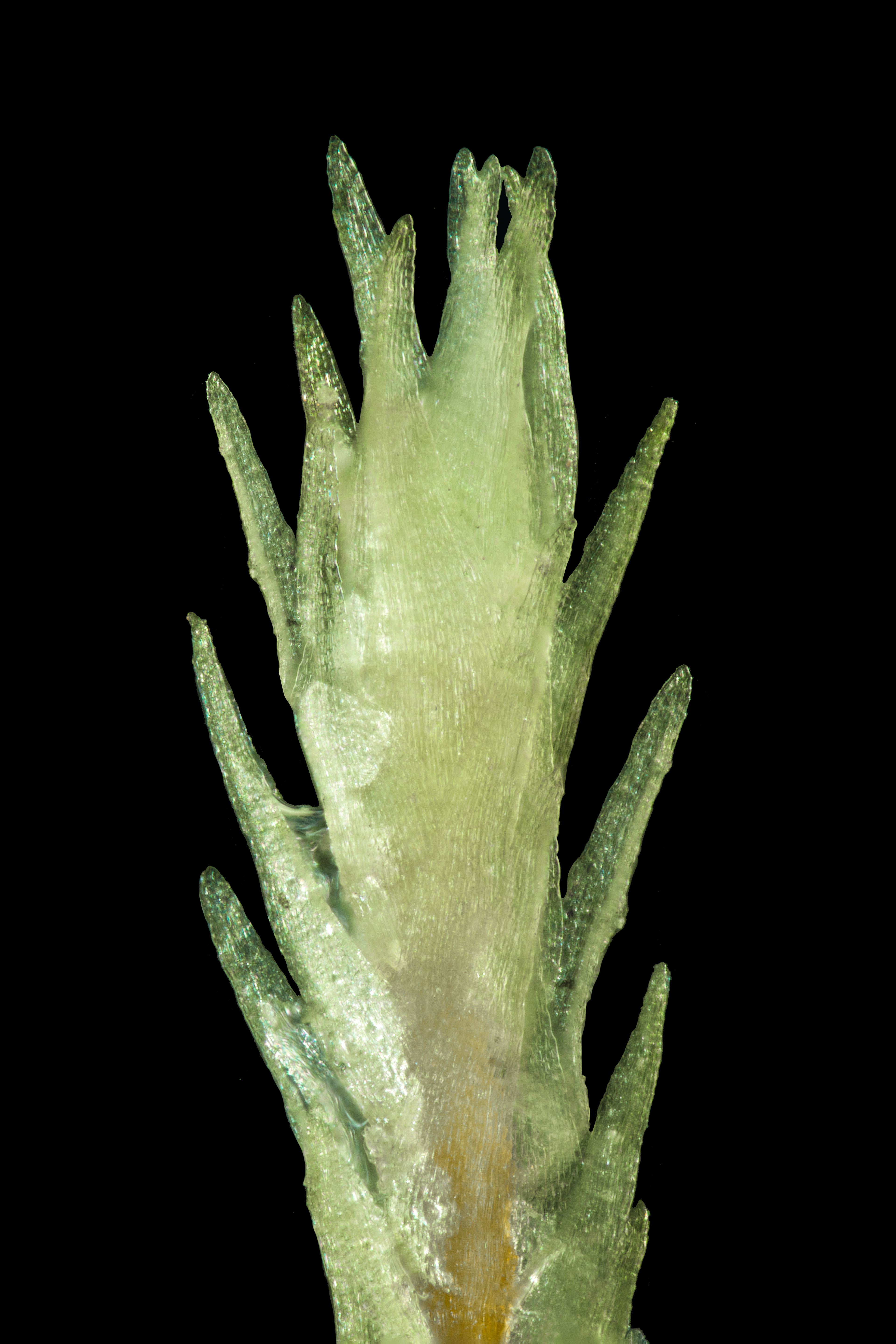 Cornish Path Moss - The Rarest in the World! - 2022