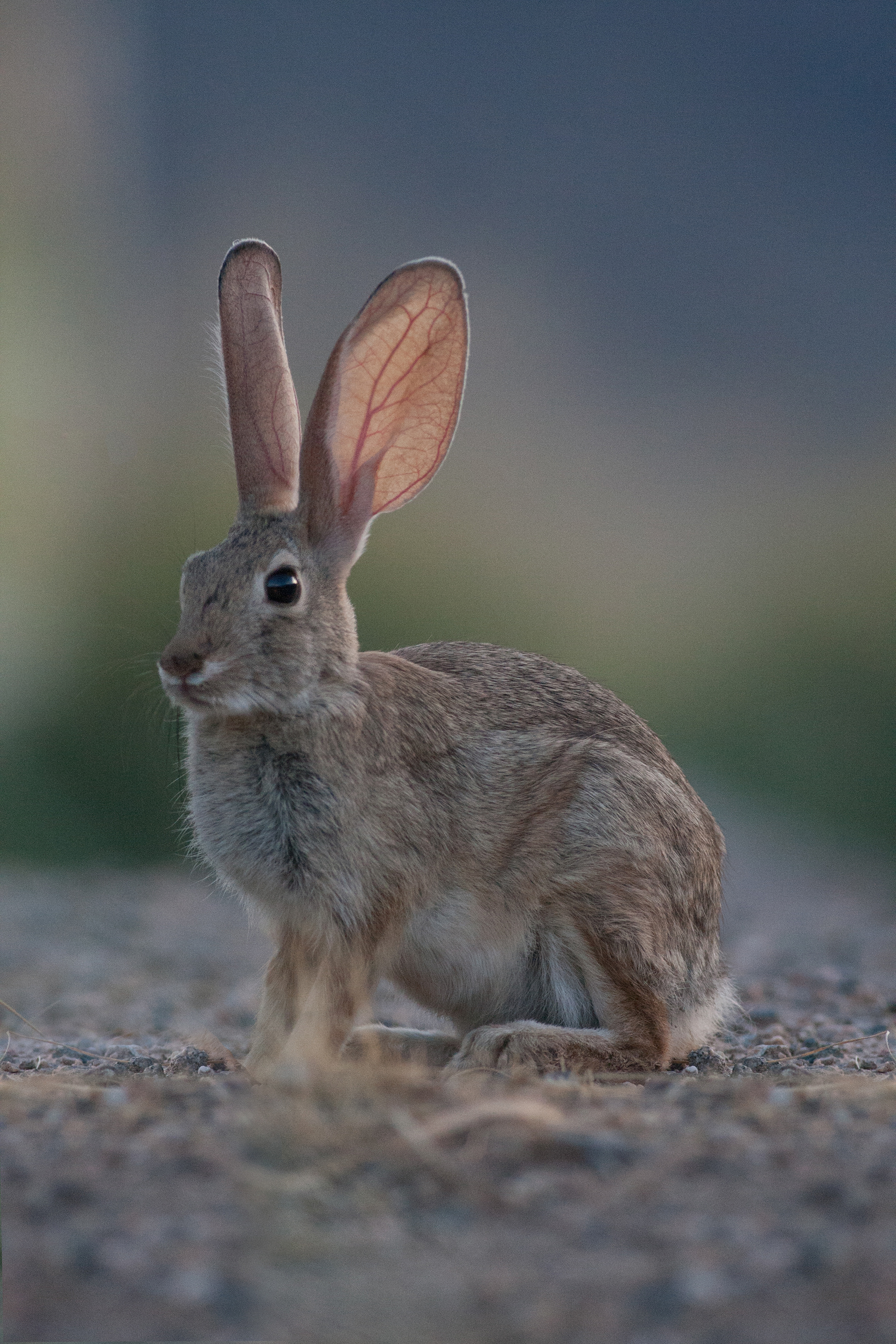 Desert Hare - Nevada - USA