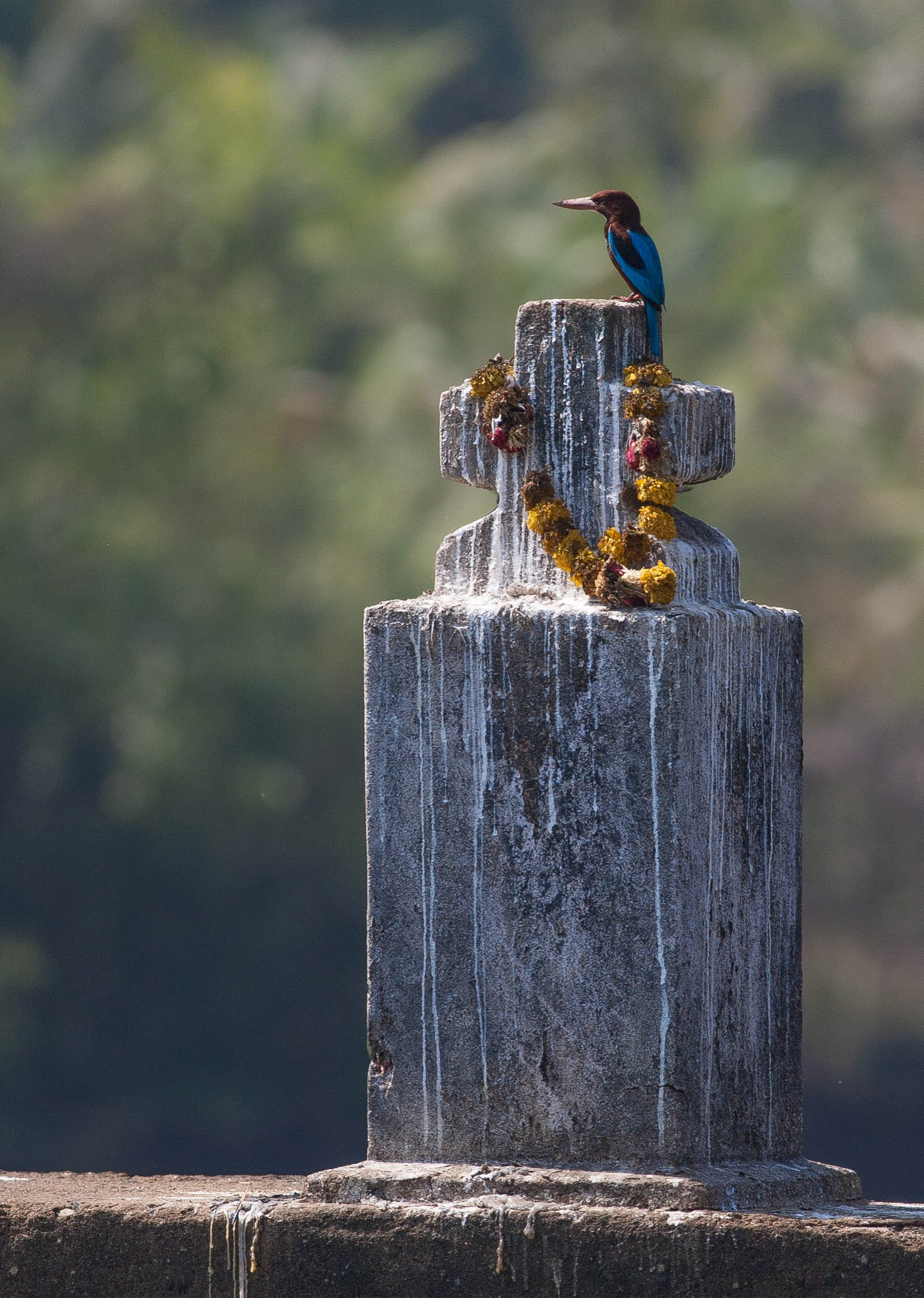 White Throated Kingfisher - Goa - India