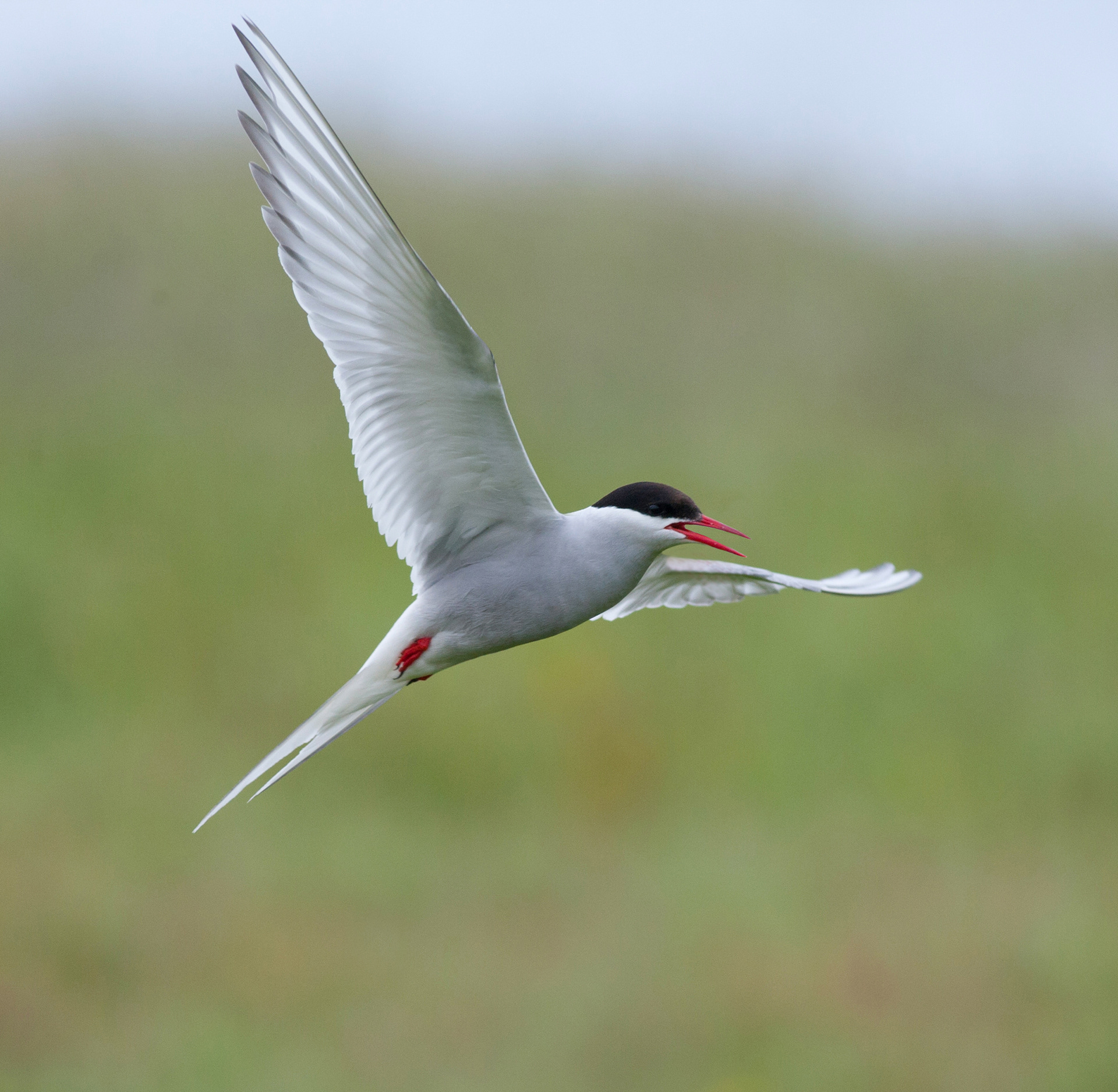 Arctic Tern - Látrabjarg - Iceland