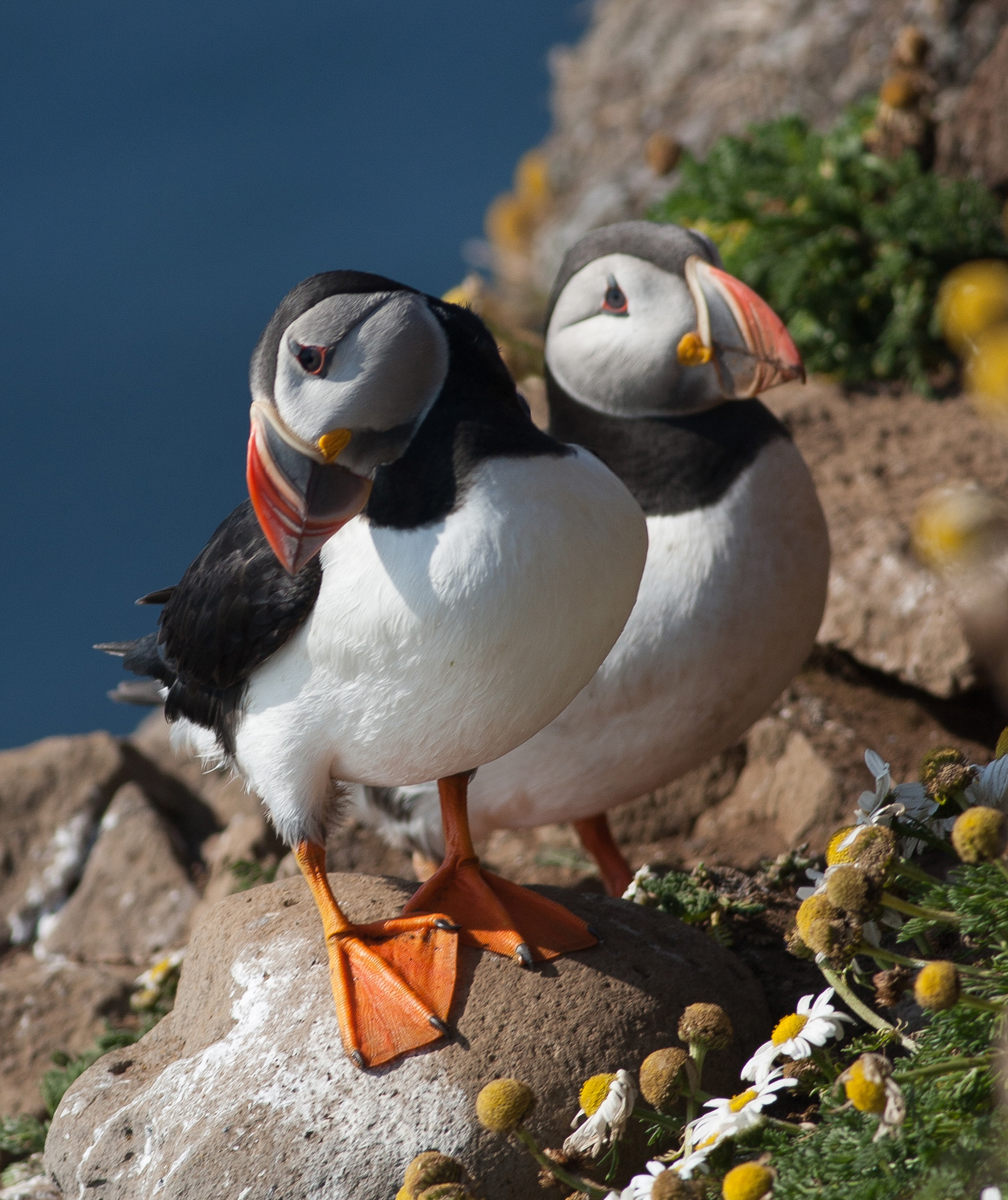 Puffins - Látrabjarg - Iceland