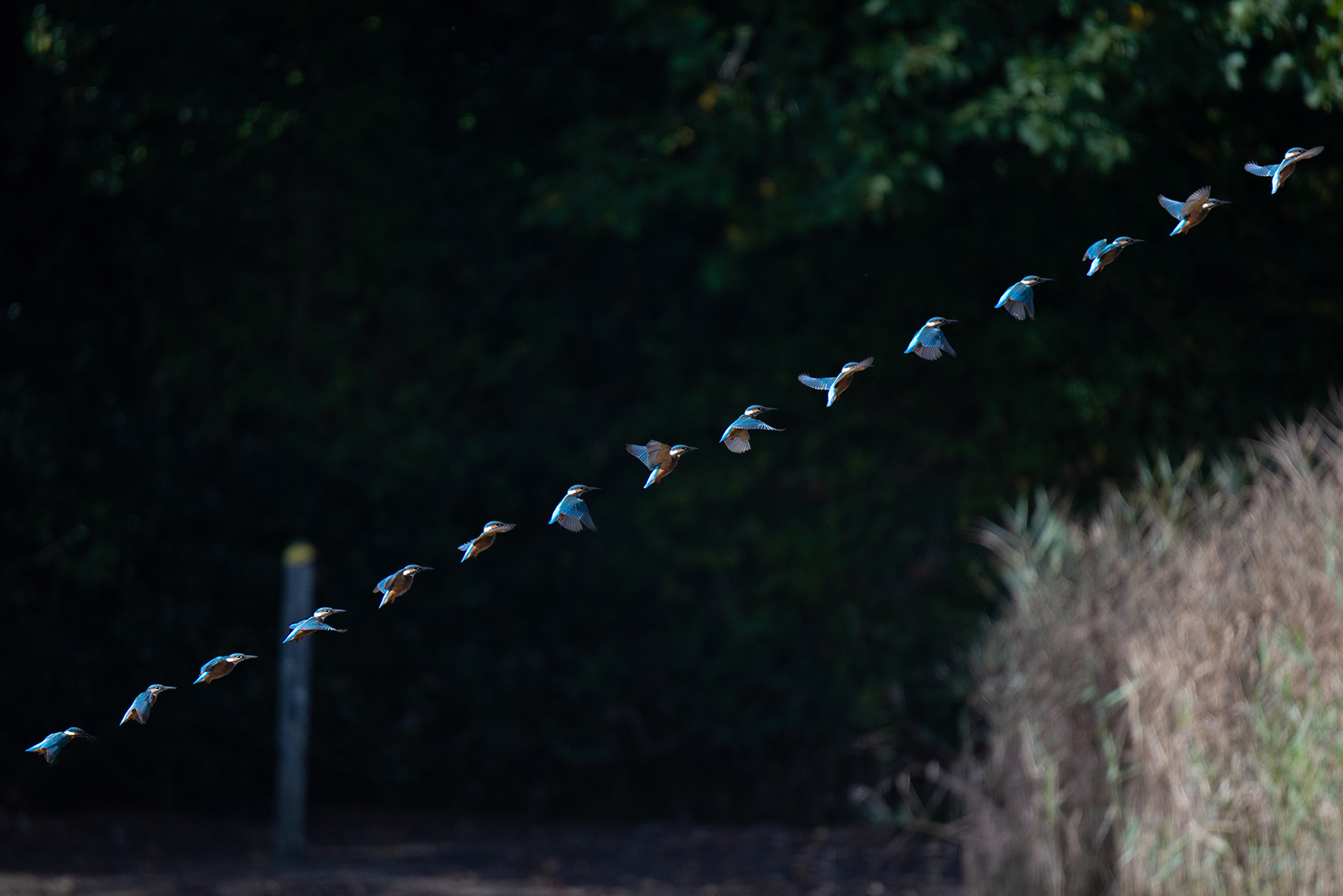Kingfisher - Falmouth - Uk